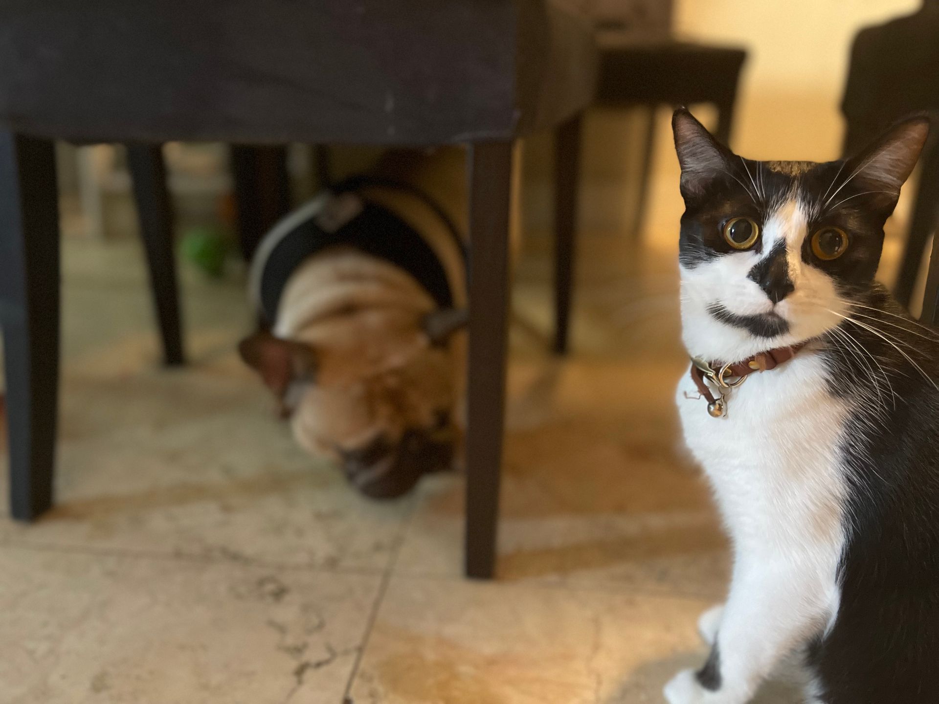 A black and white cat standing next to a dog