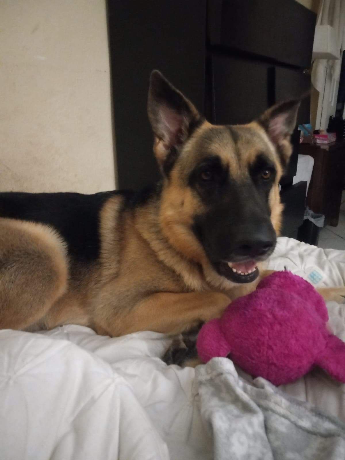 A german shepherd laying on a bed next to a pink stuffed animal