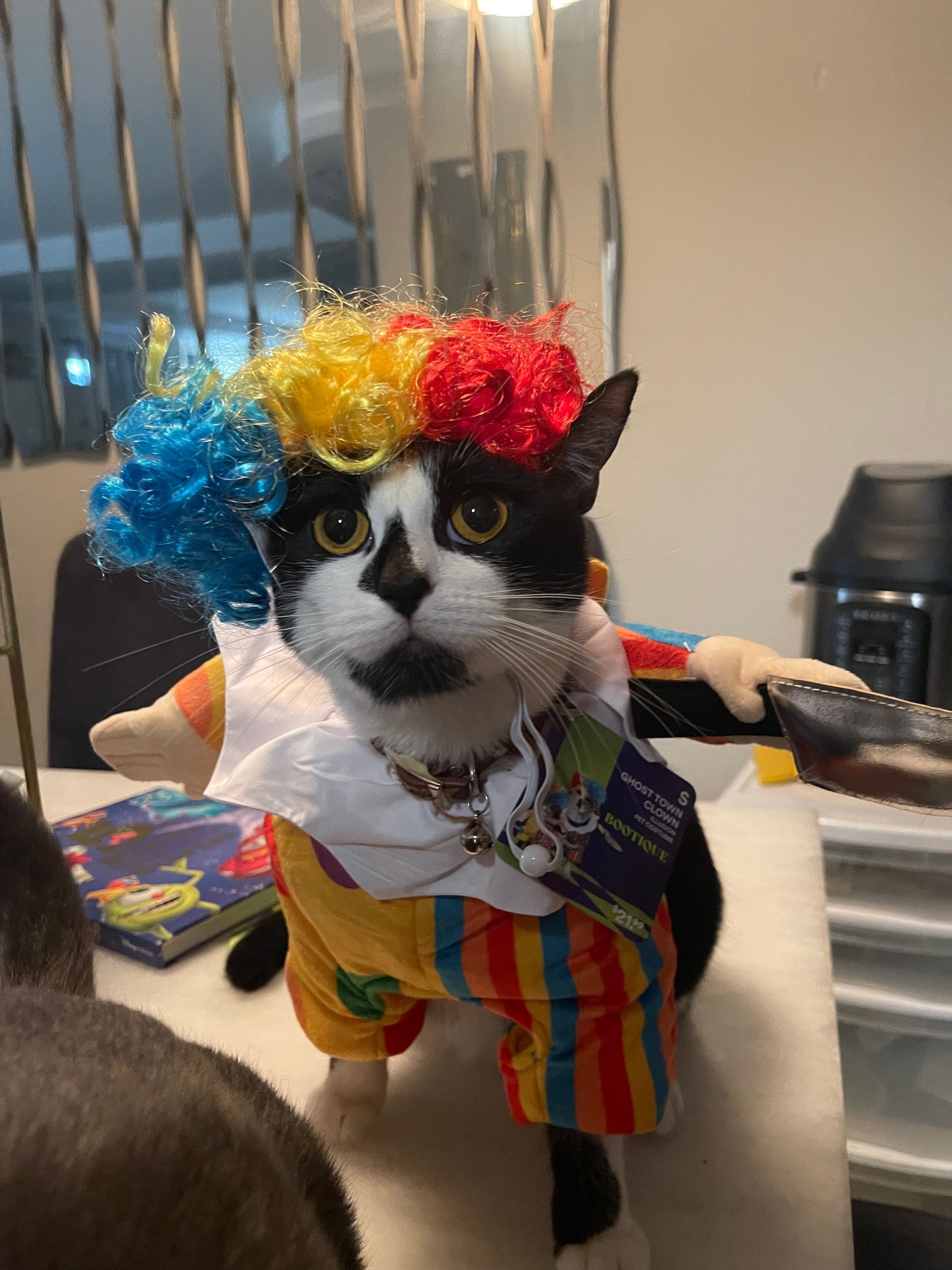 A black and white cat wearing a clown costume