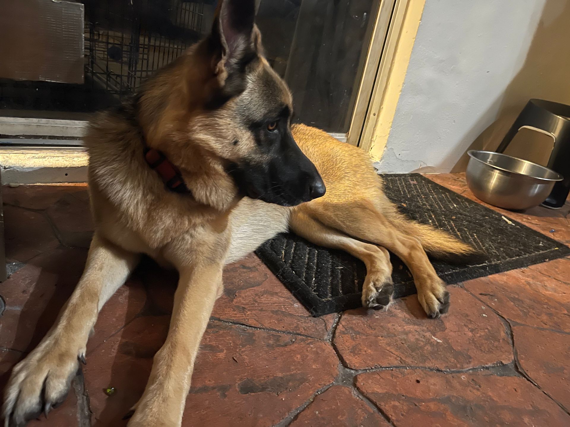 A german shepherd dog is laying on a door mat