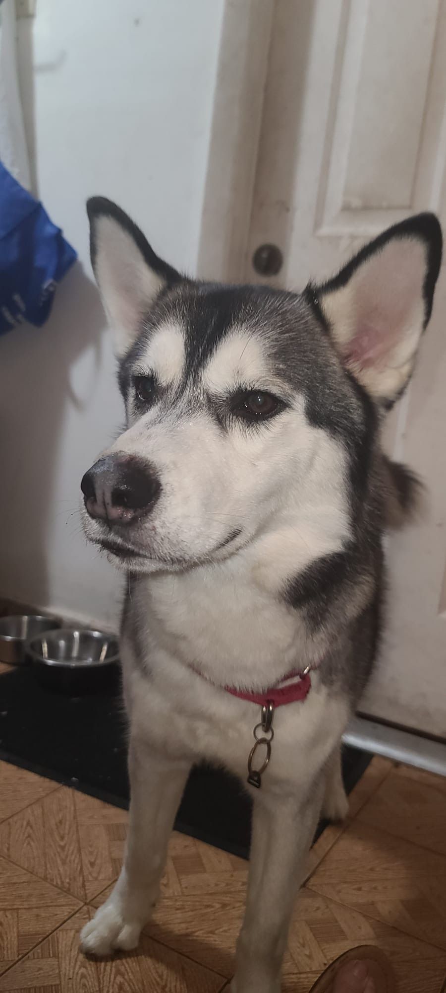 A husky dog is standing in front of a door and looking at the camera.