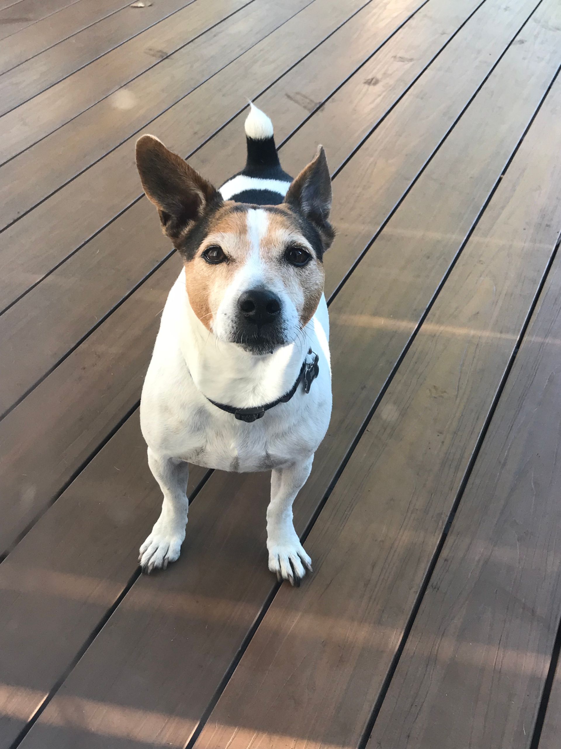 A small dog standing on a wooden deck looking at the camera