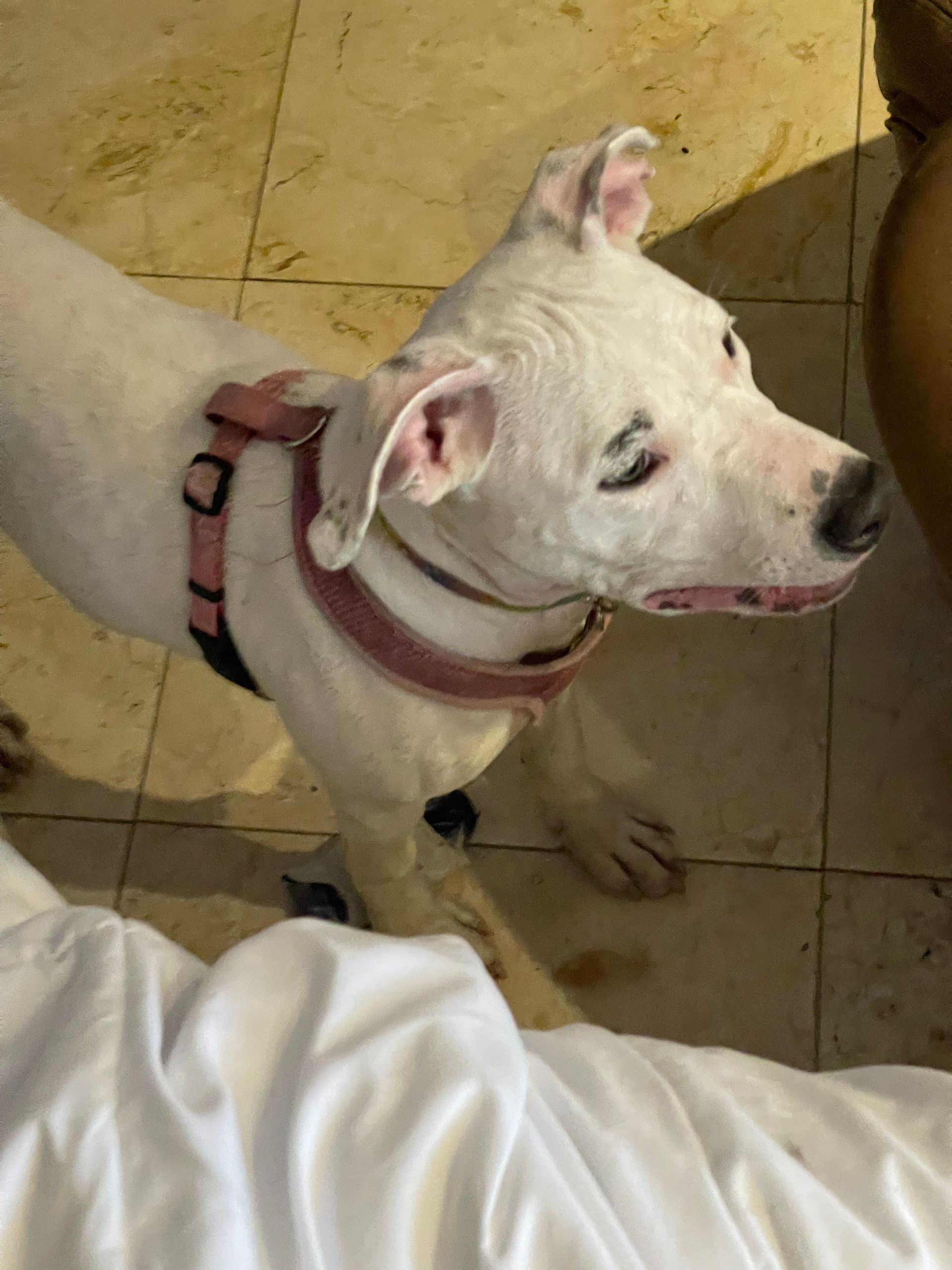 A white dog wearing a pink harness and collar