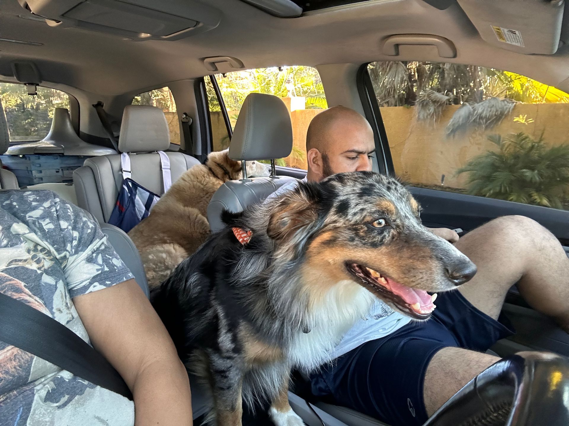A man is sitting in the back seat of a car with two dogs.