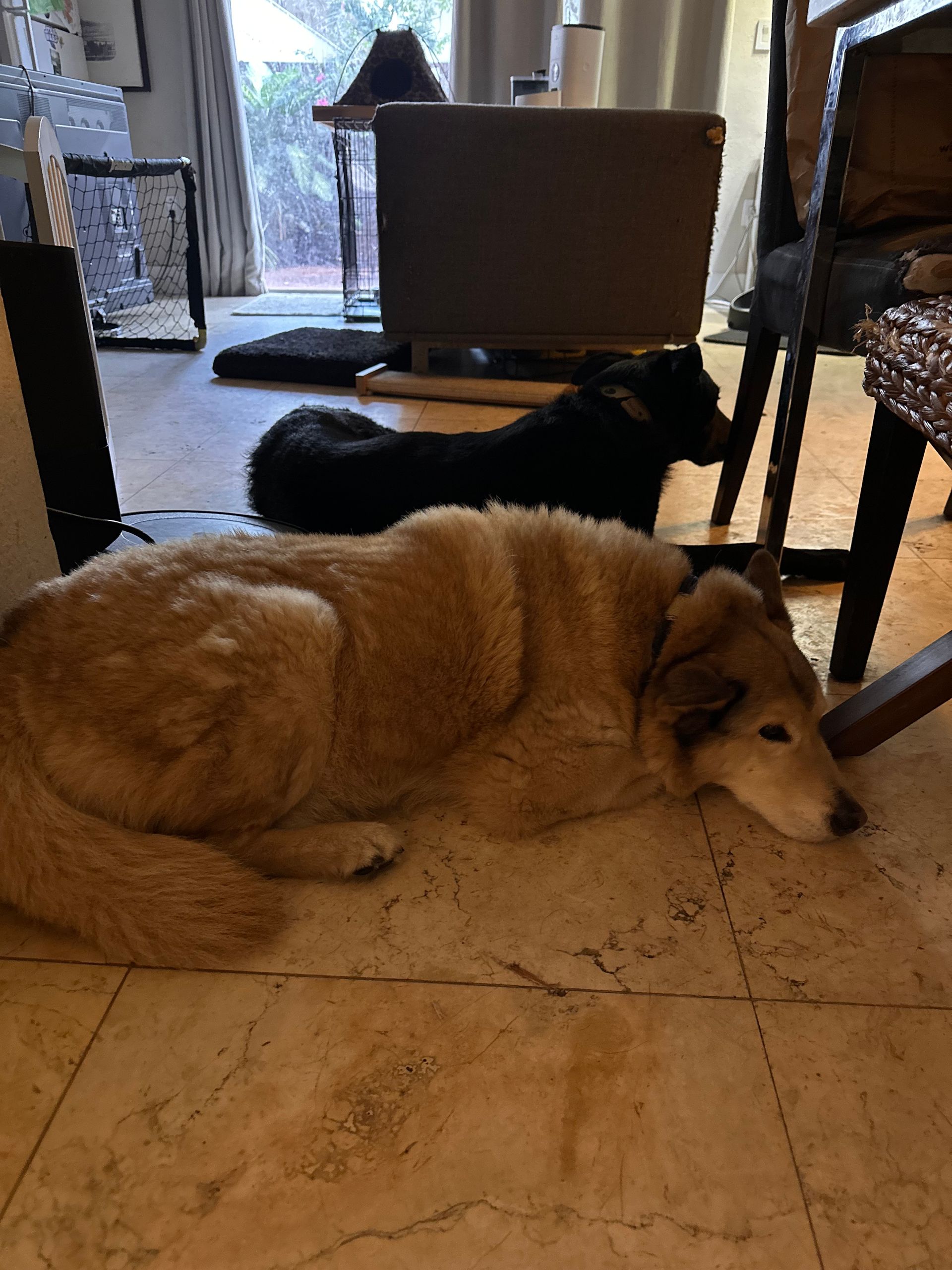 Two dogs are laying on the floor in a living room