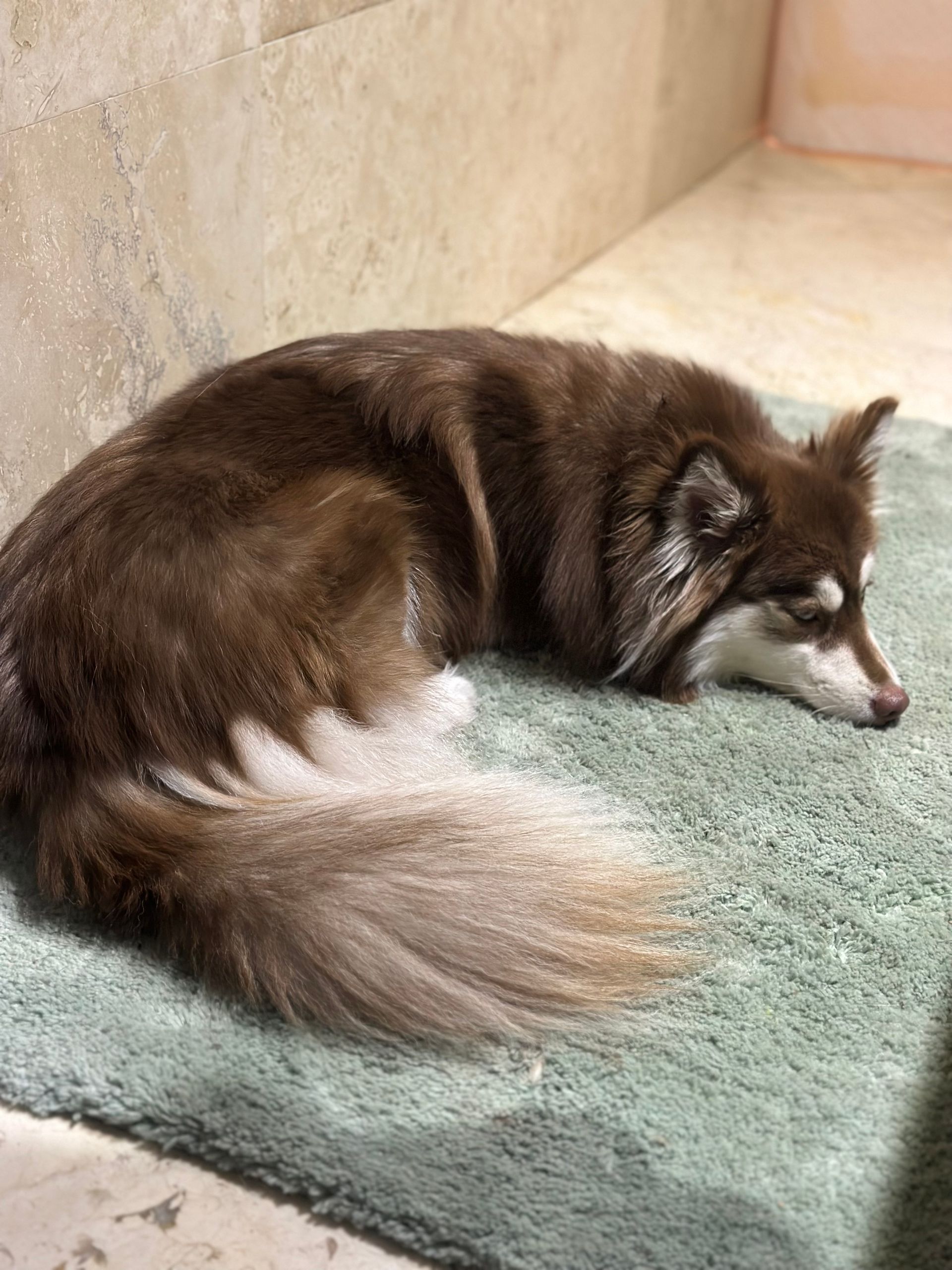 A brown and white dog is laying on a green rug.