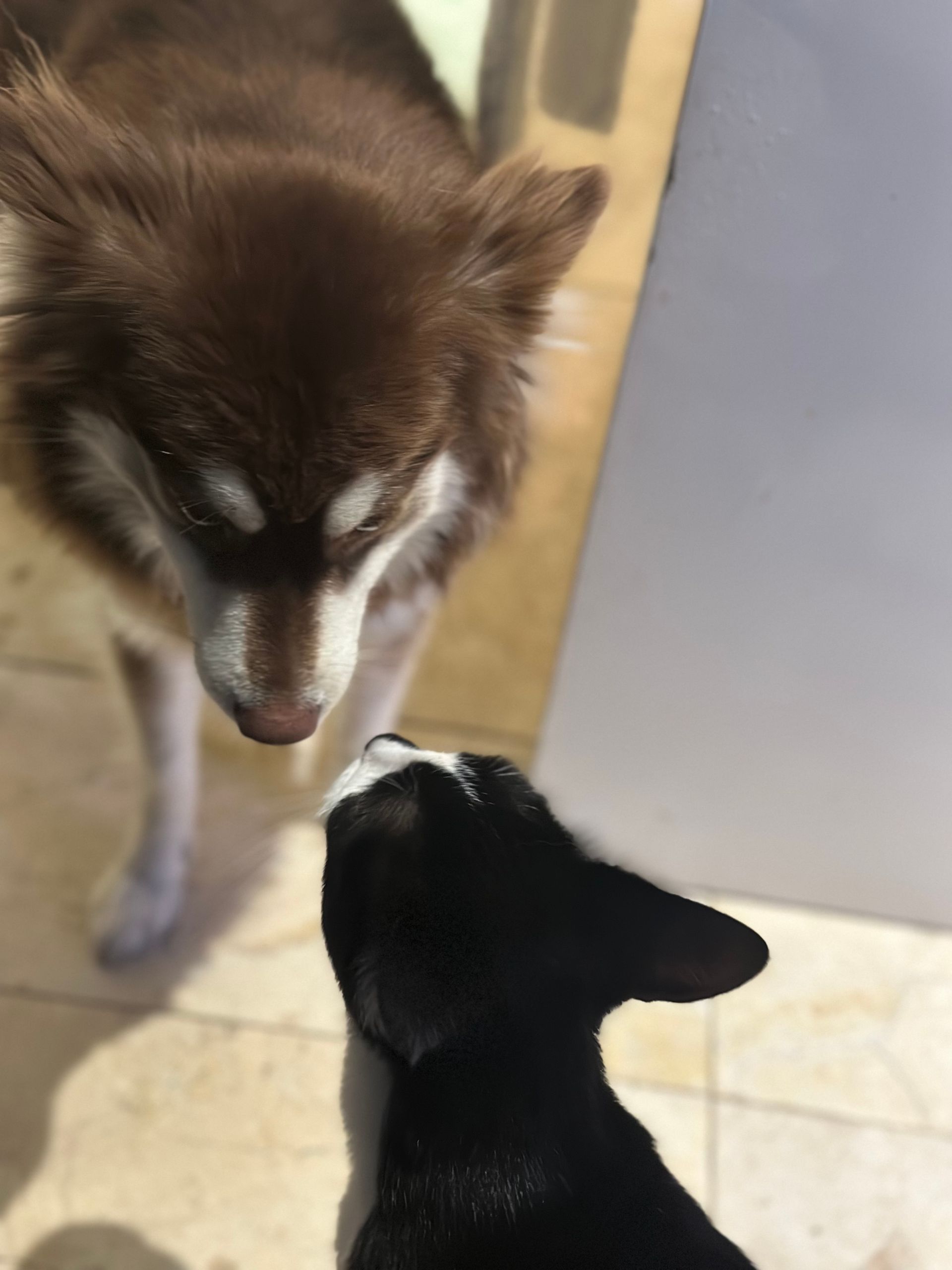 A dog and a cat are looking at each other