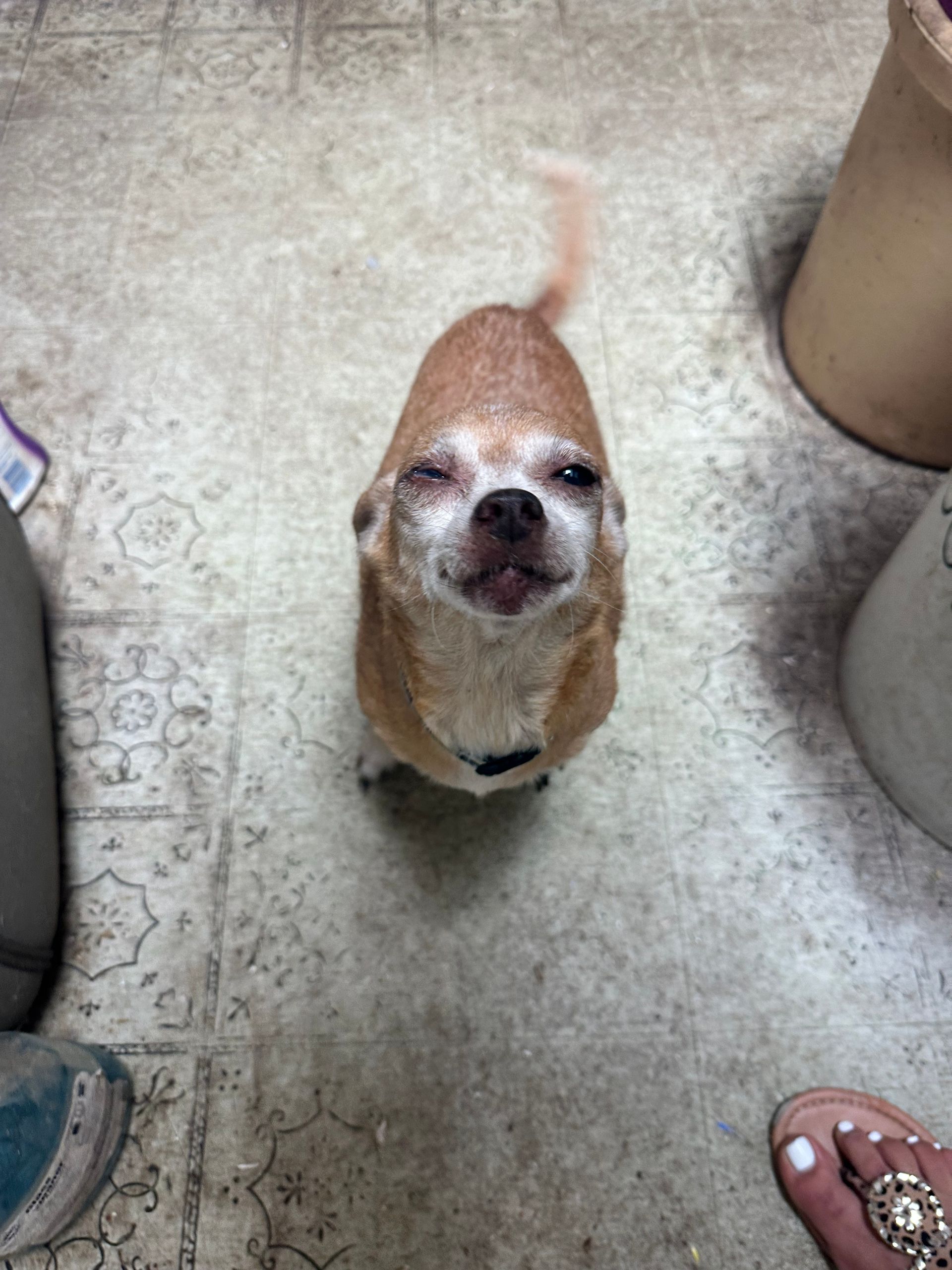 A small brown dog is sitting on the floor with its eyes closed