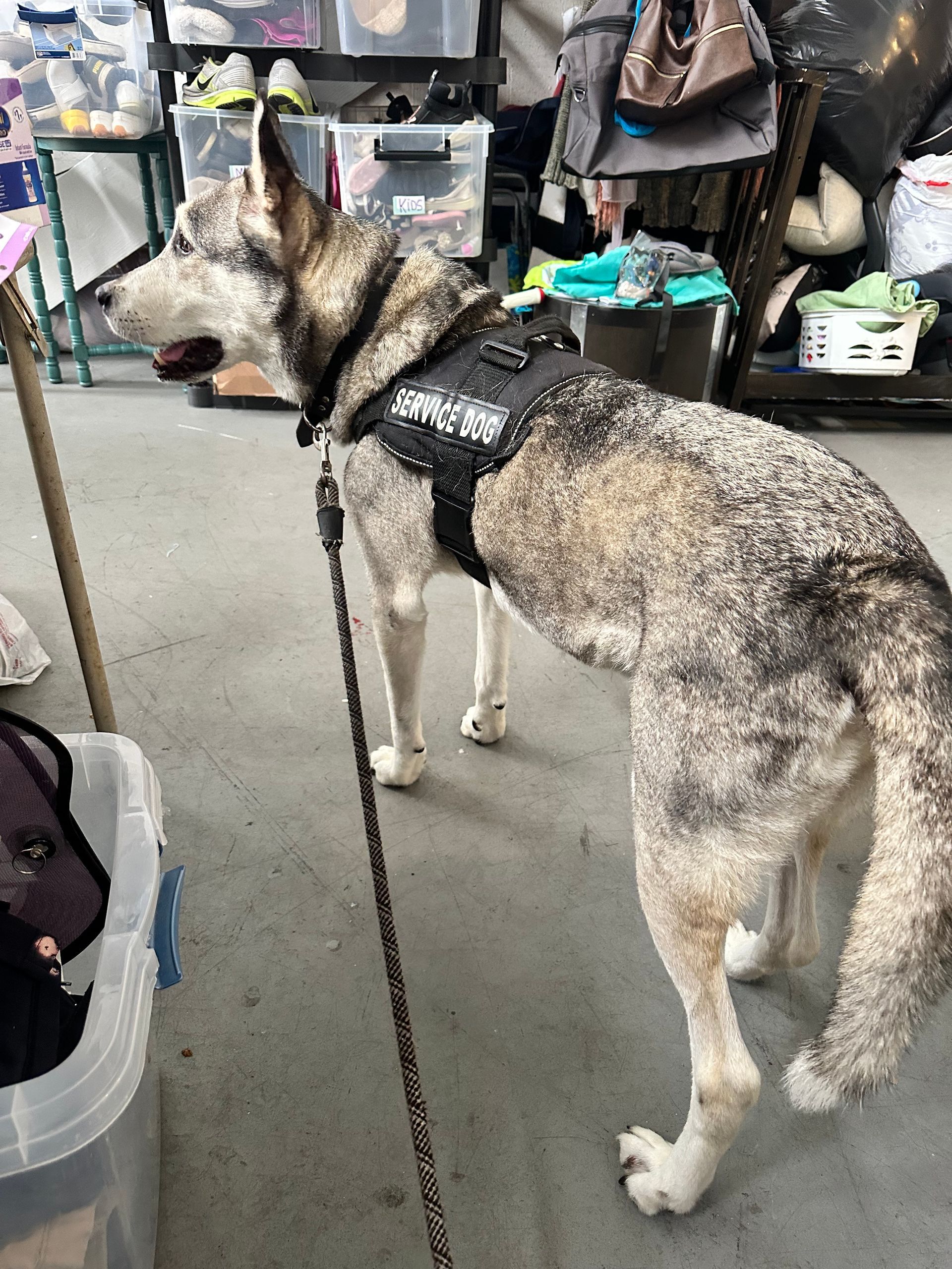 A husky dog wearing a service dog harness