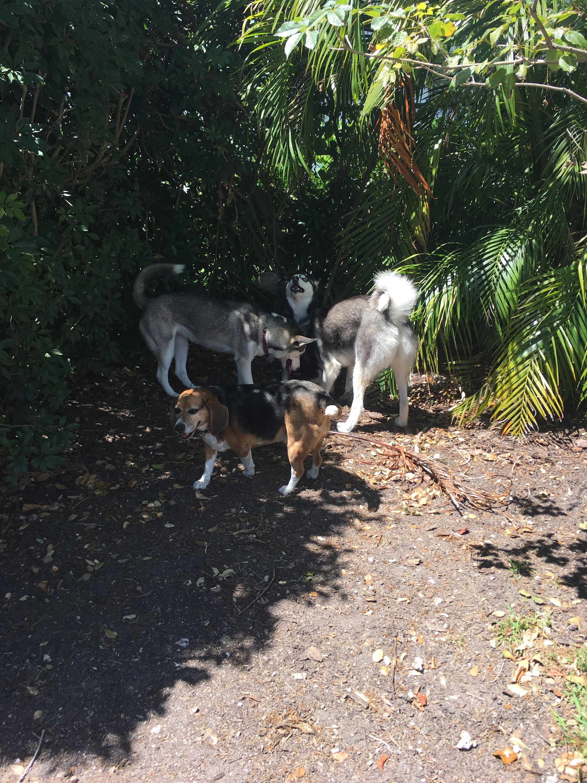 A group of dogs are walking on a dirt path