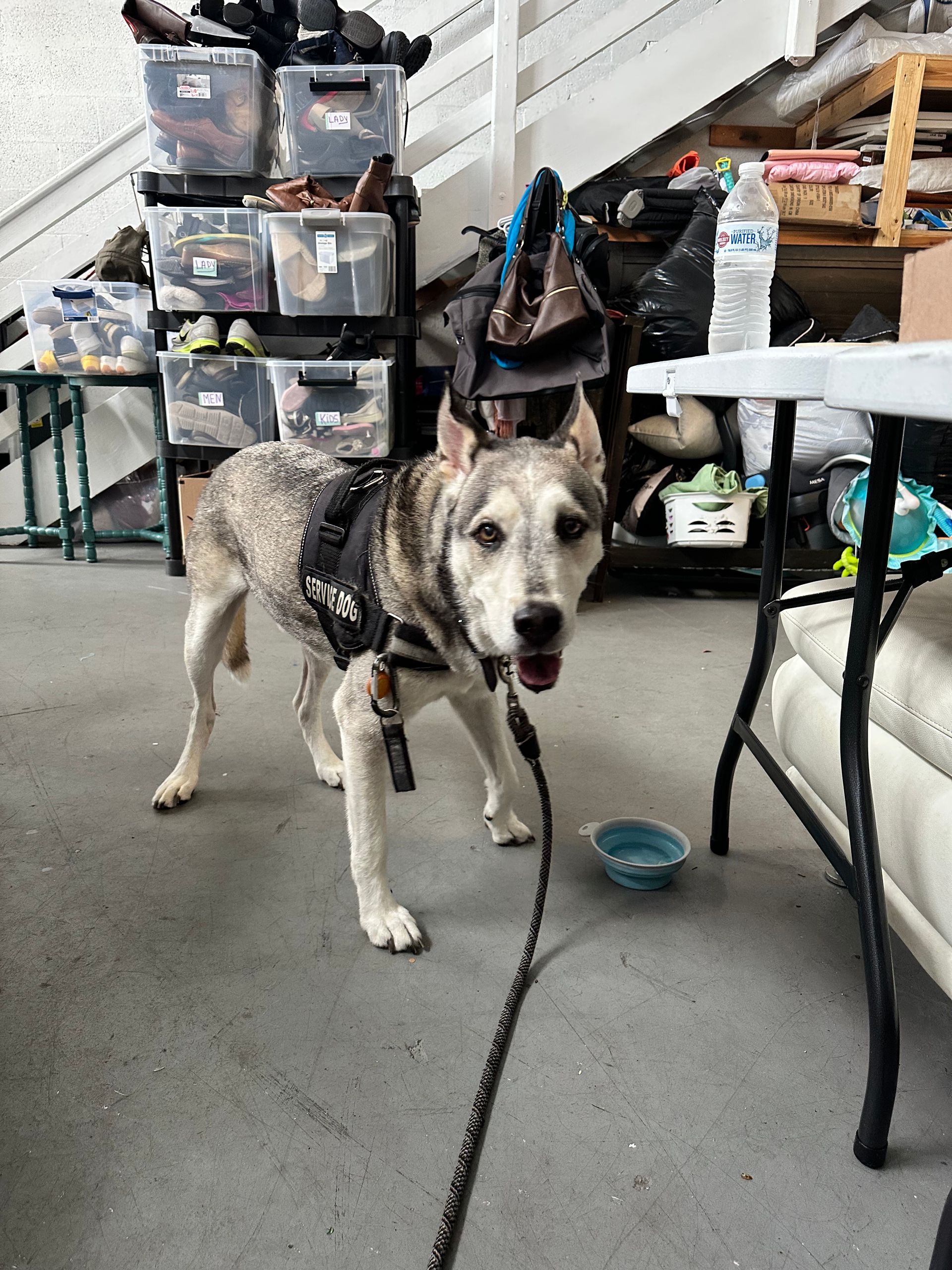 A dog wearing a harness is standing next to a table with a bowl of water.