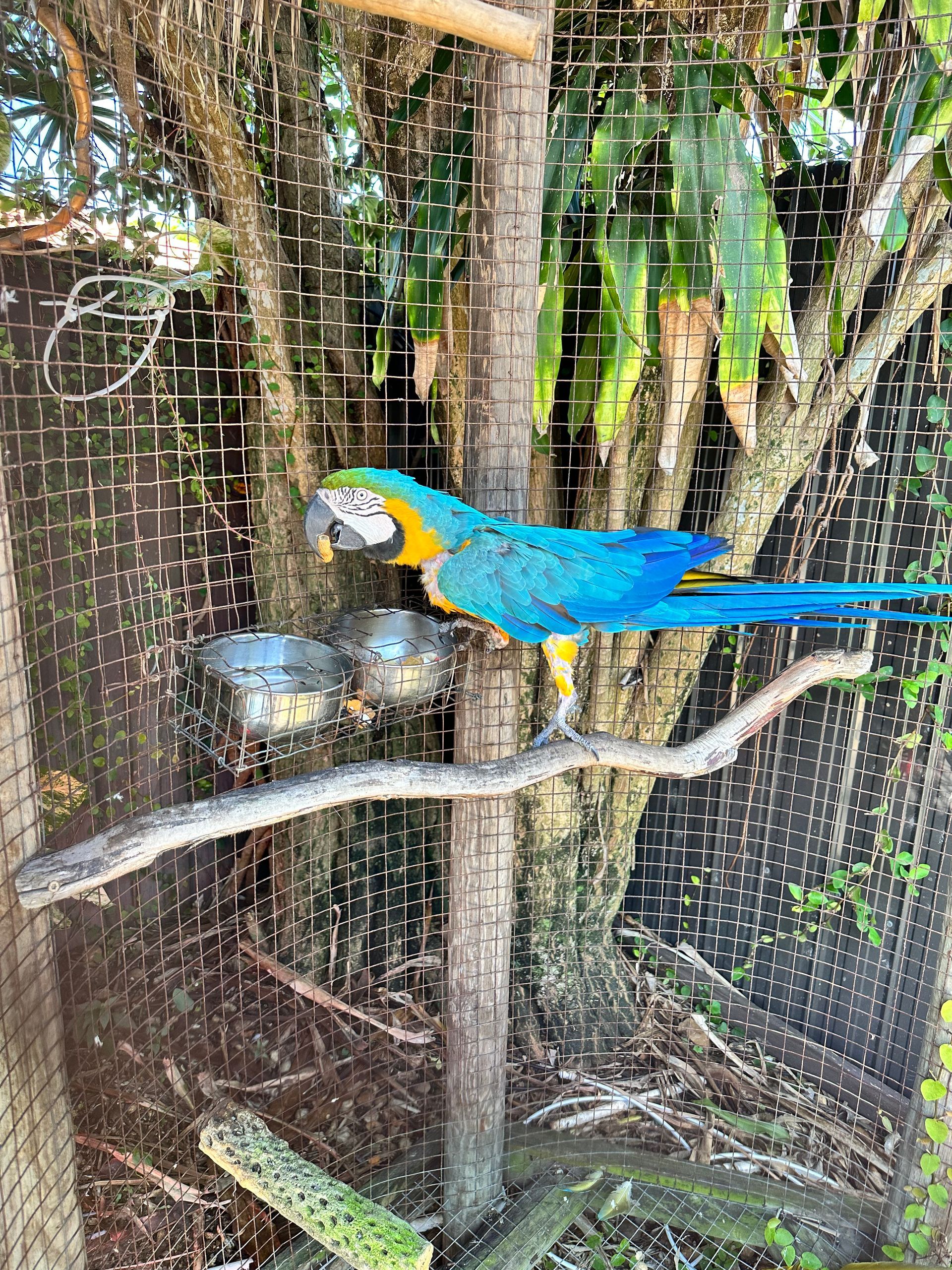 A blue and yellow parrot perched on a branch in a cage.