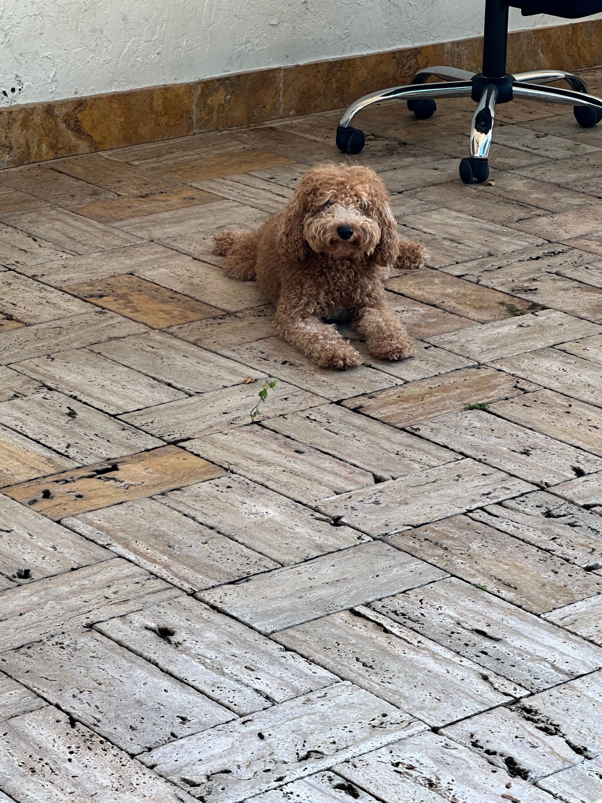 A small brown dog is laying on a tiled floor next to a chair.