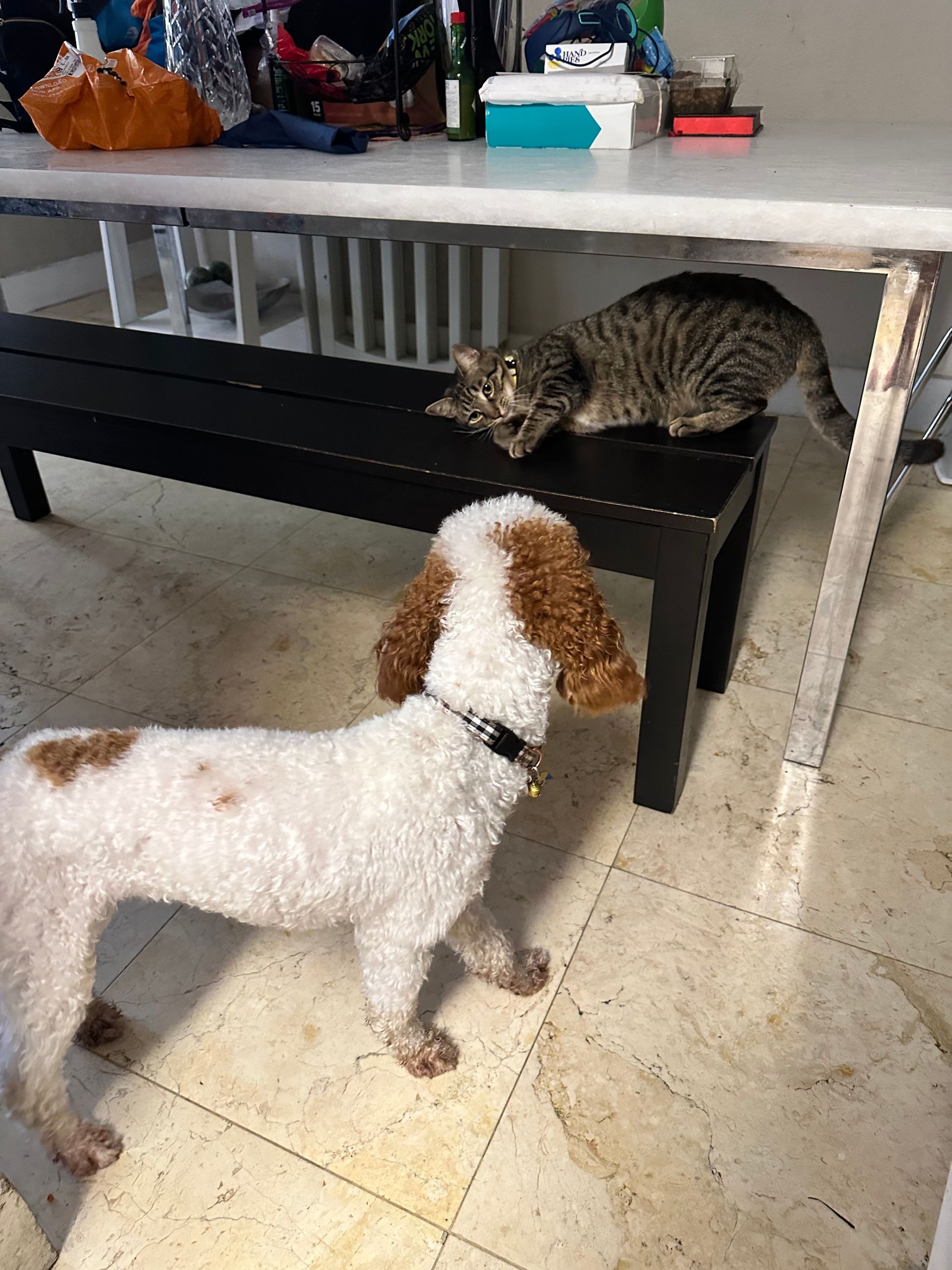 A dog and a cat are standing next to each other on a bench.
