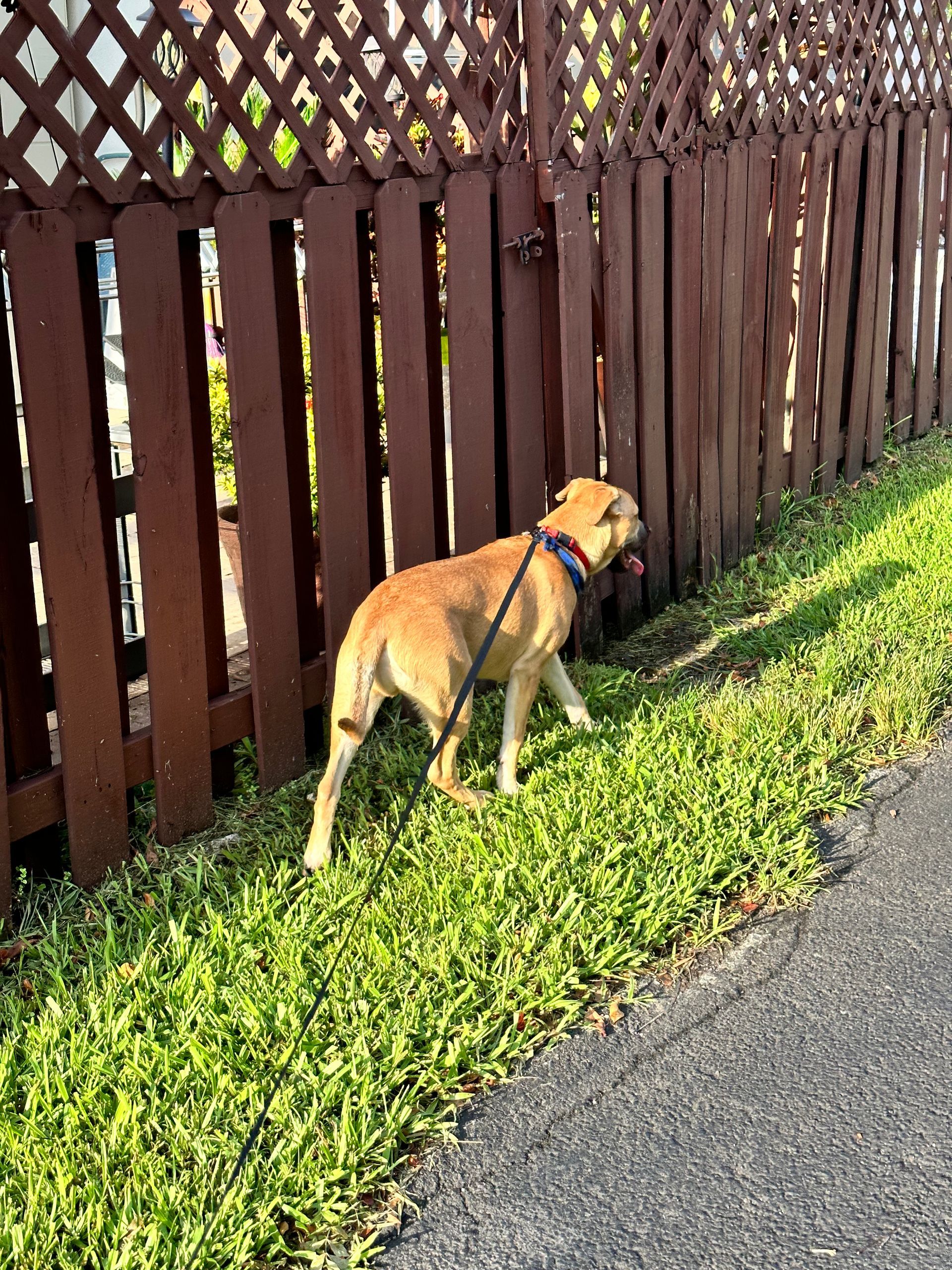 A dog on a leash standing next to a wooden fence