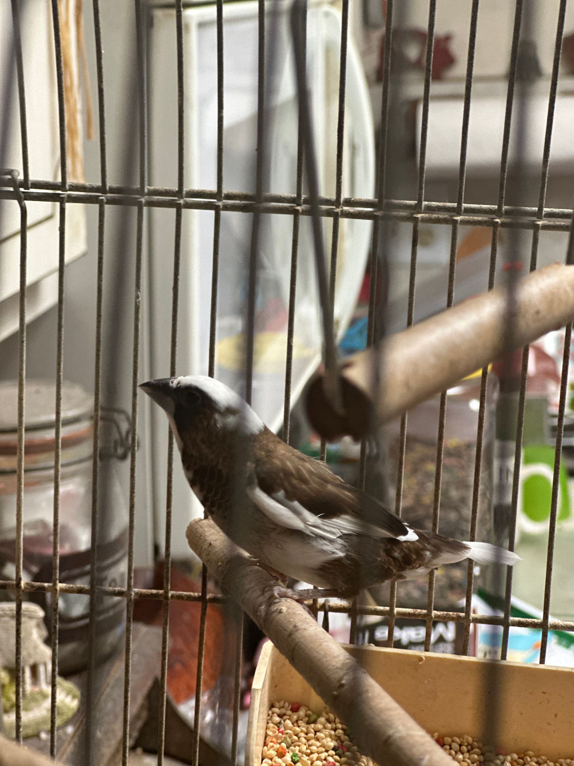 A small bird is sitting on a branch in a cage