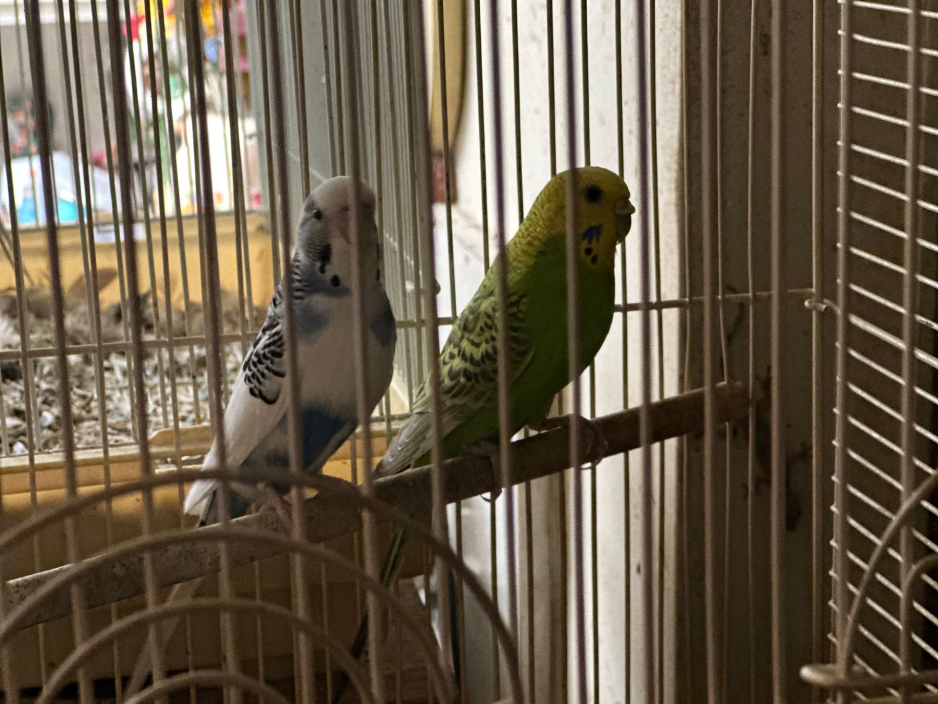 Two parakeets are sitting on a branch in a cage.