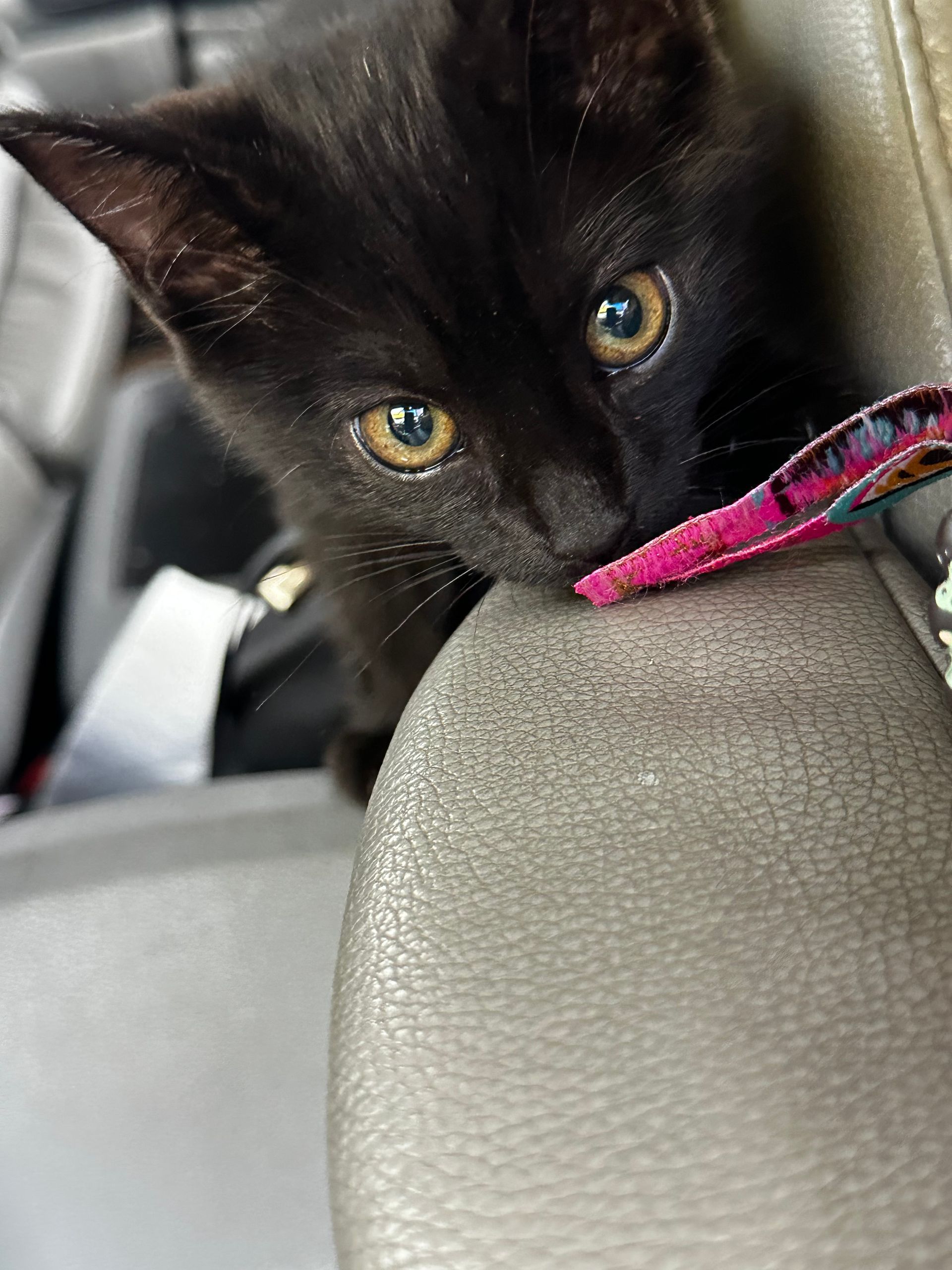 A black cat is sitting in the back seat of a car.