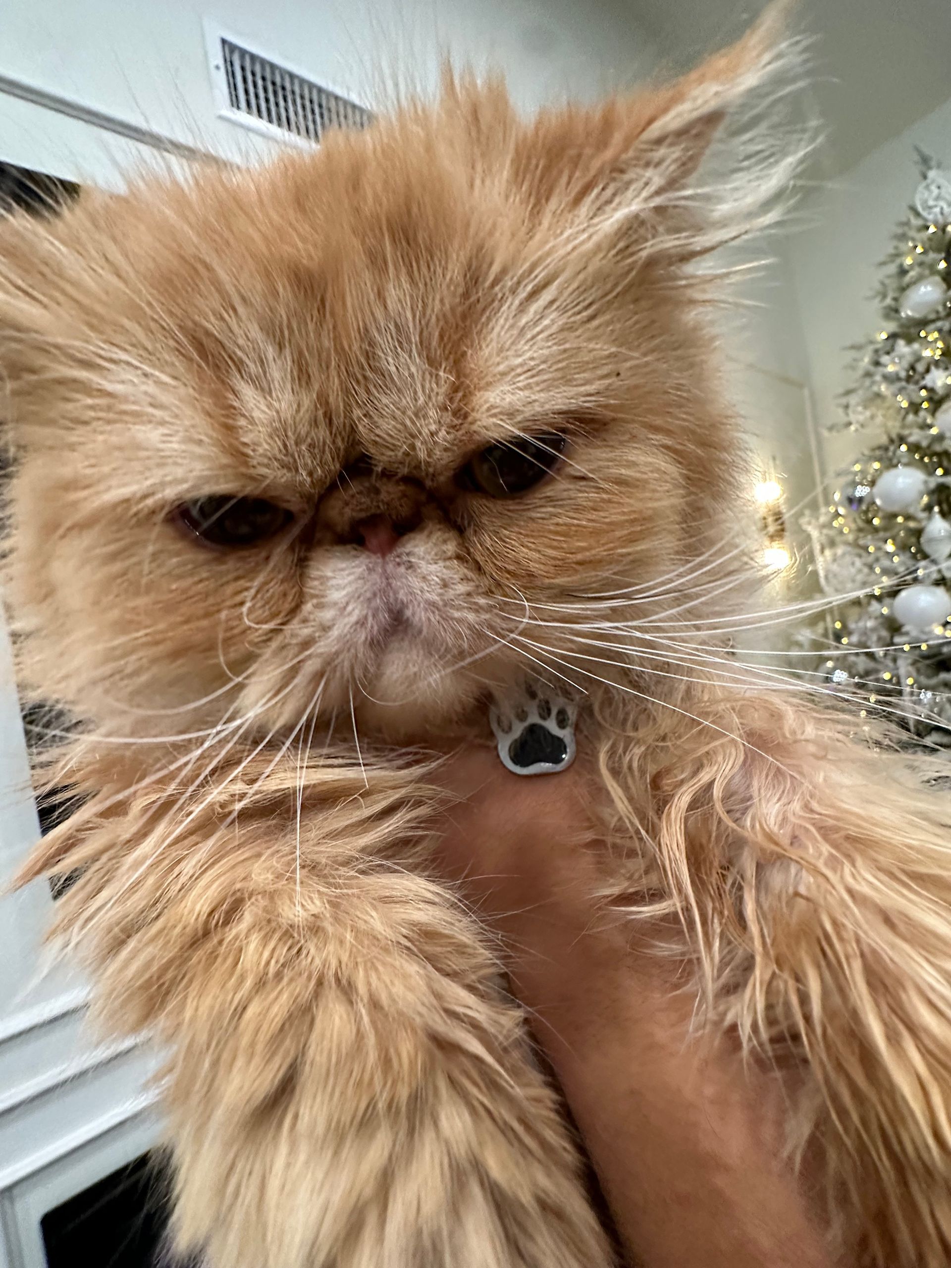 A person is holding a fluffy orange cat in their arms.
