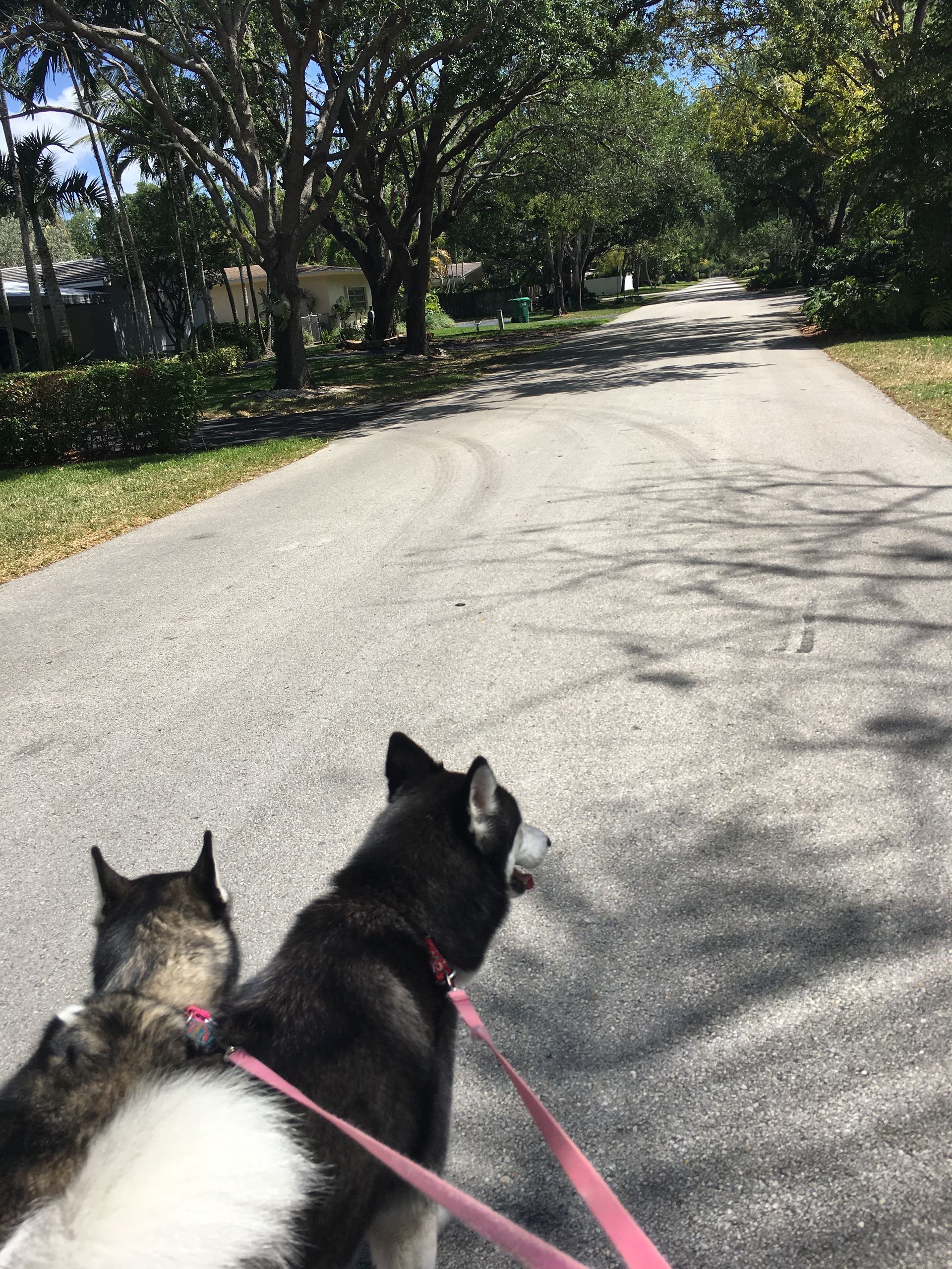 Two cats on leashes are walking down a road