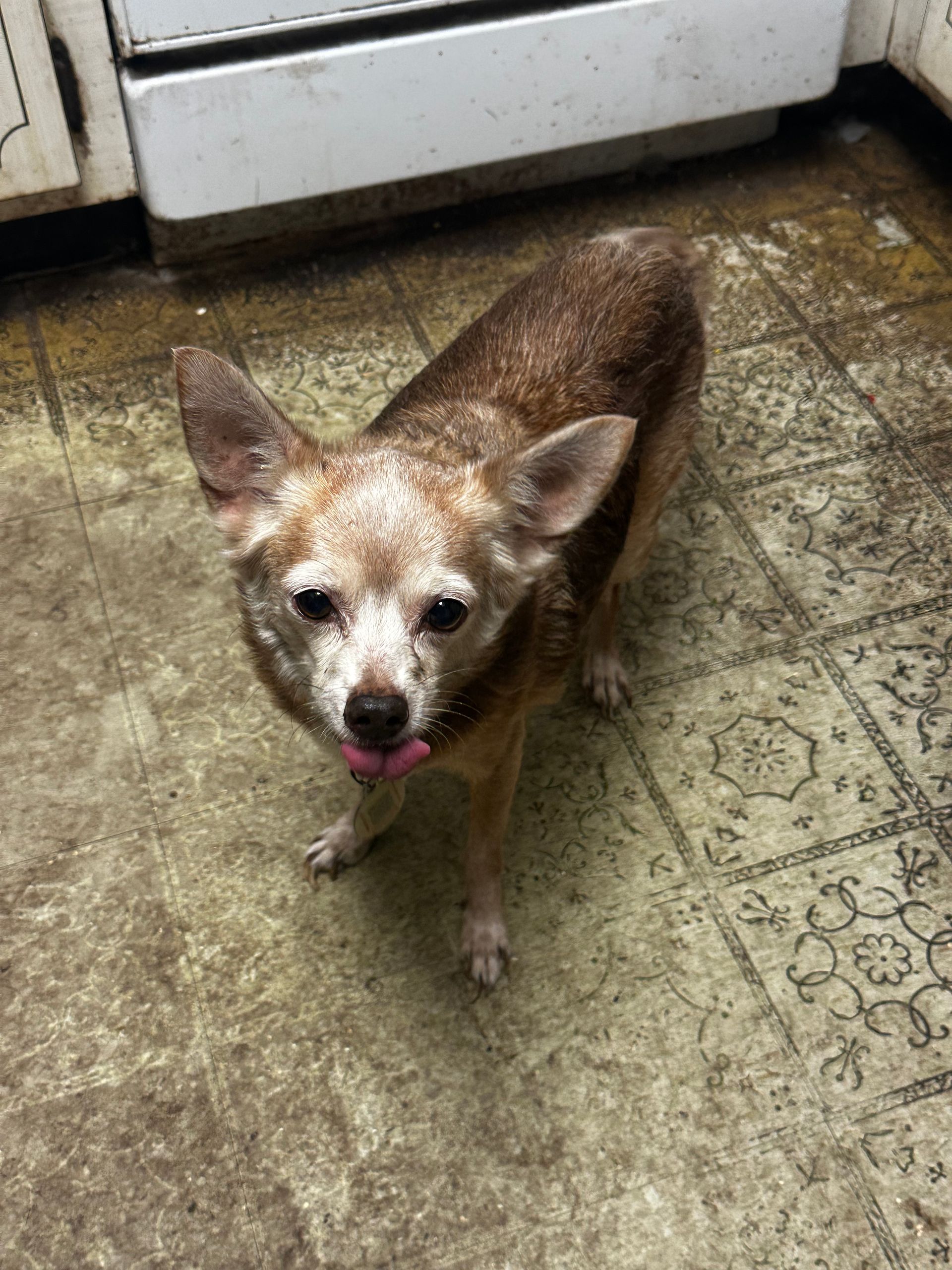 A small brown dog is standing on a tiled floor with its tongue hanging out.