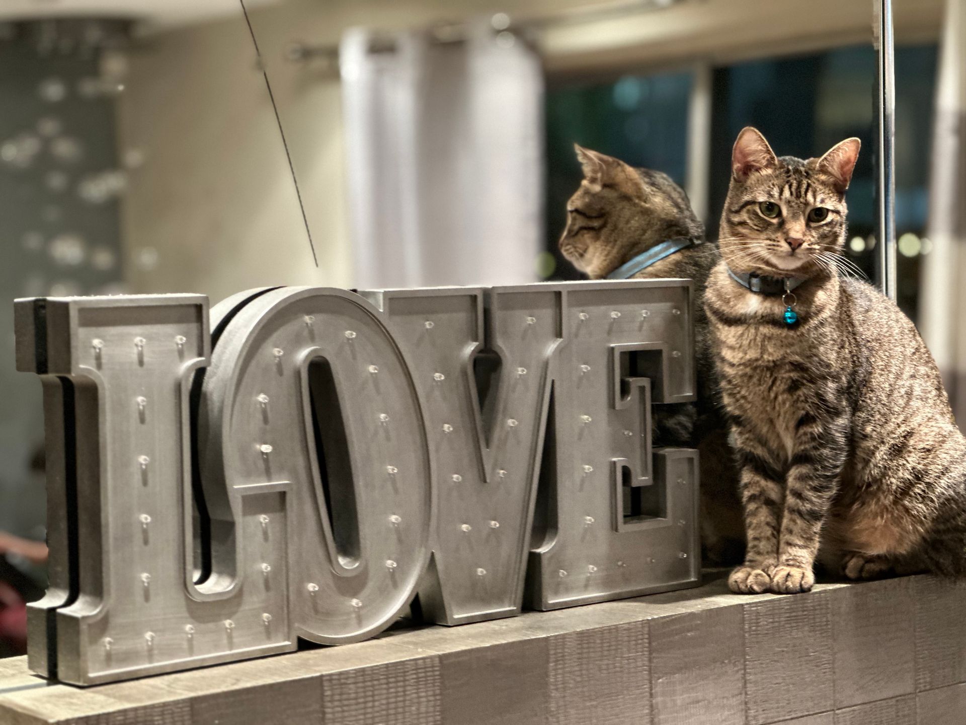 Two cats are sitting next to a love sign.