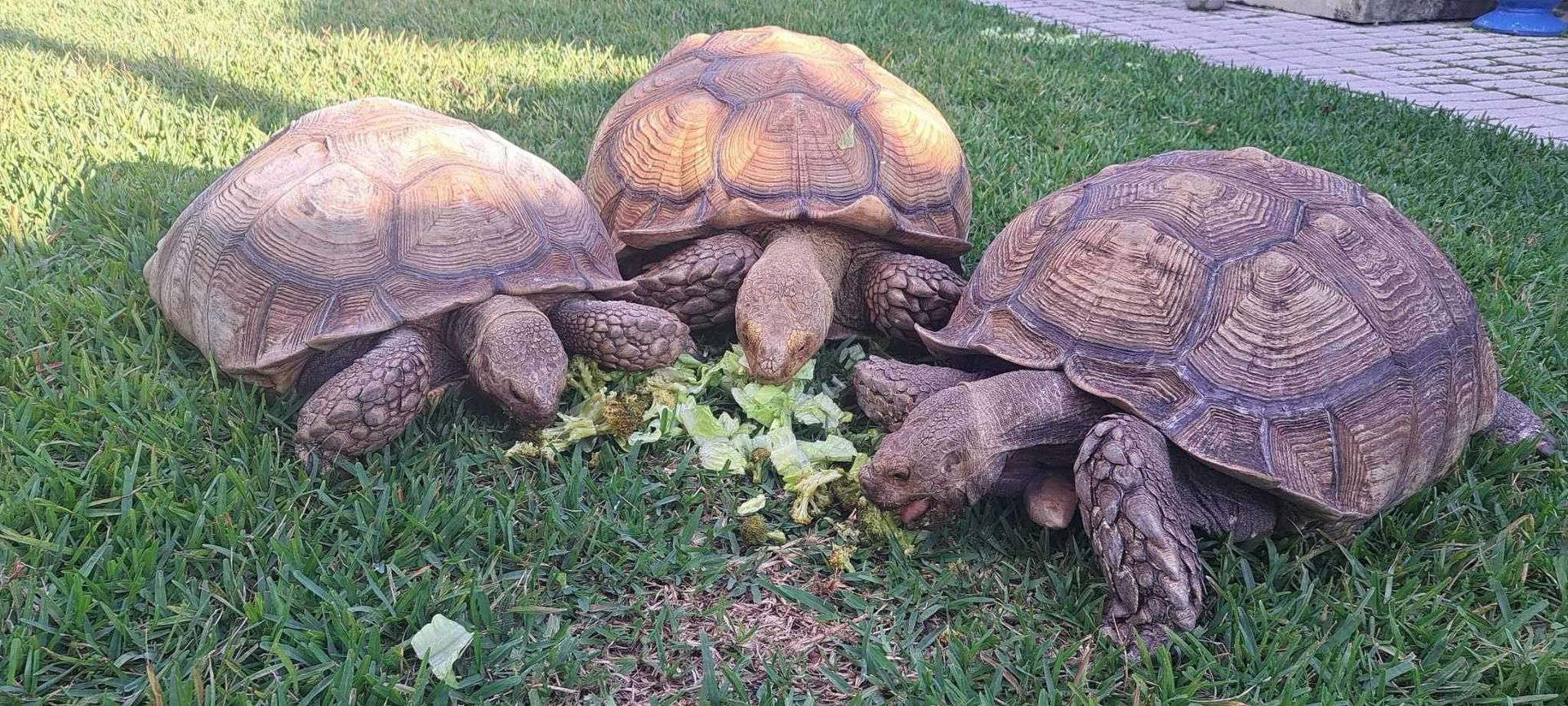 Three turtles are eating lettuce in the grass.
