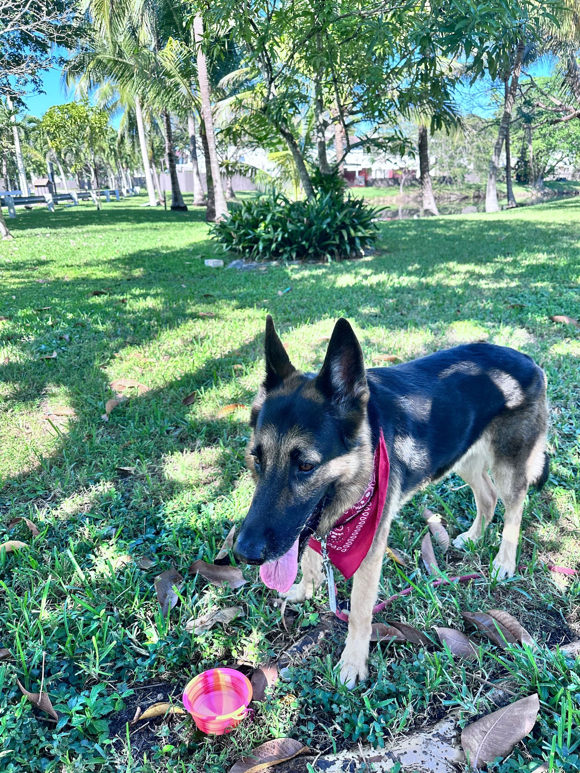 A german shepherd dog is standing in the grass with a pink frisbee in its mouth.
