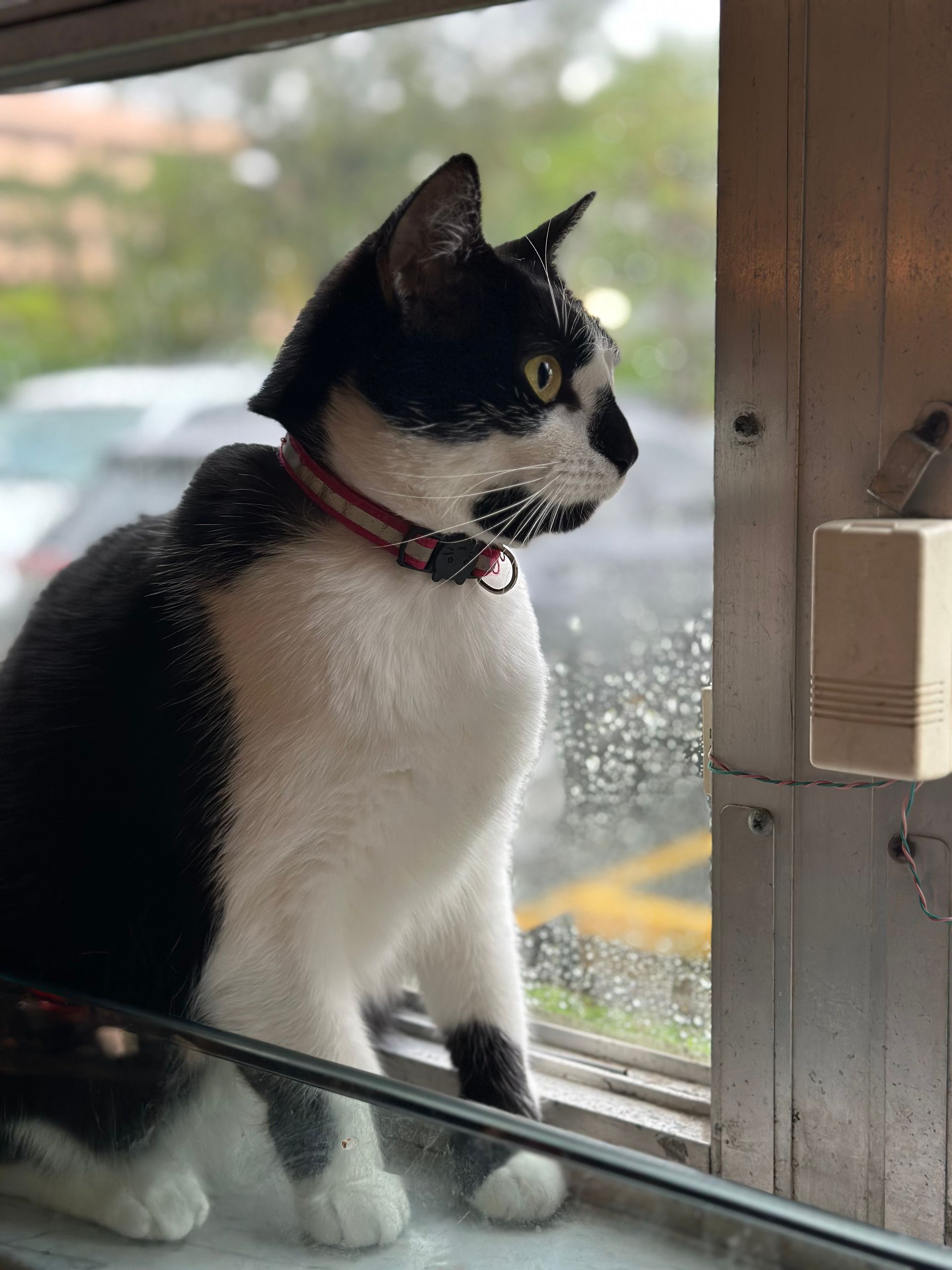 A black and white cat looking out a window