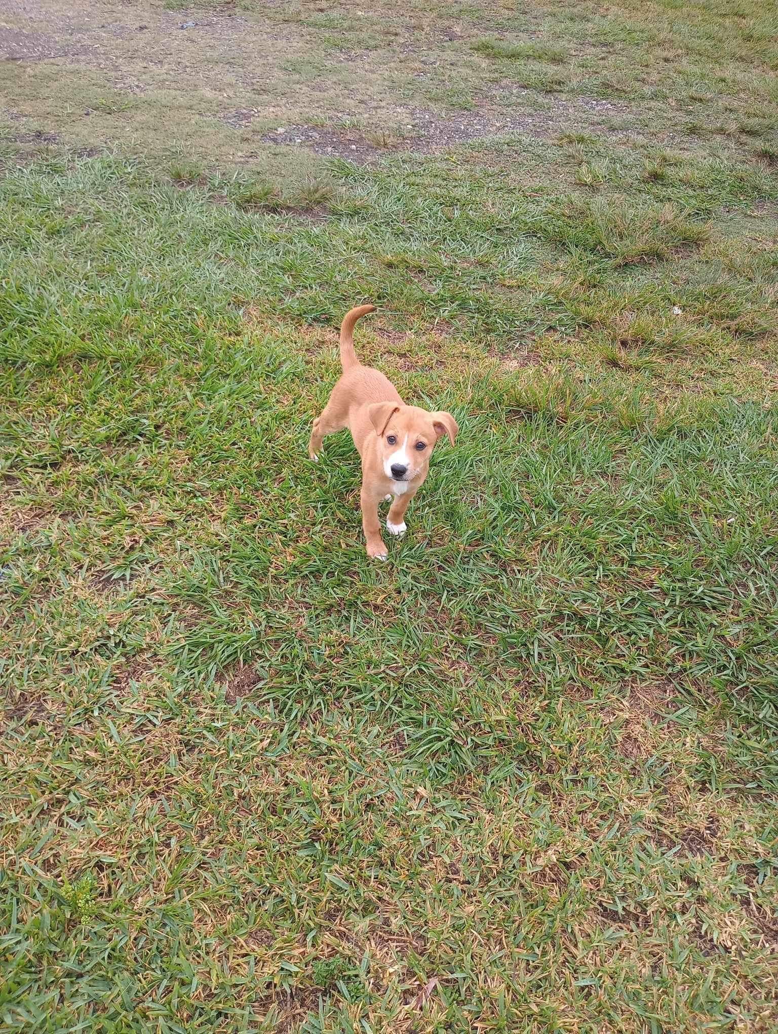 A brown puppy is walking through a grassy field.