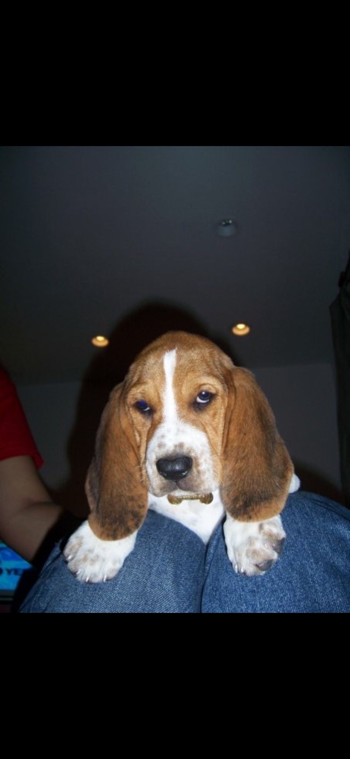 A brown and white beagle puppy is sitting on a person 's lap.
