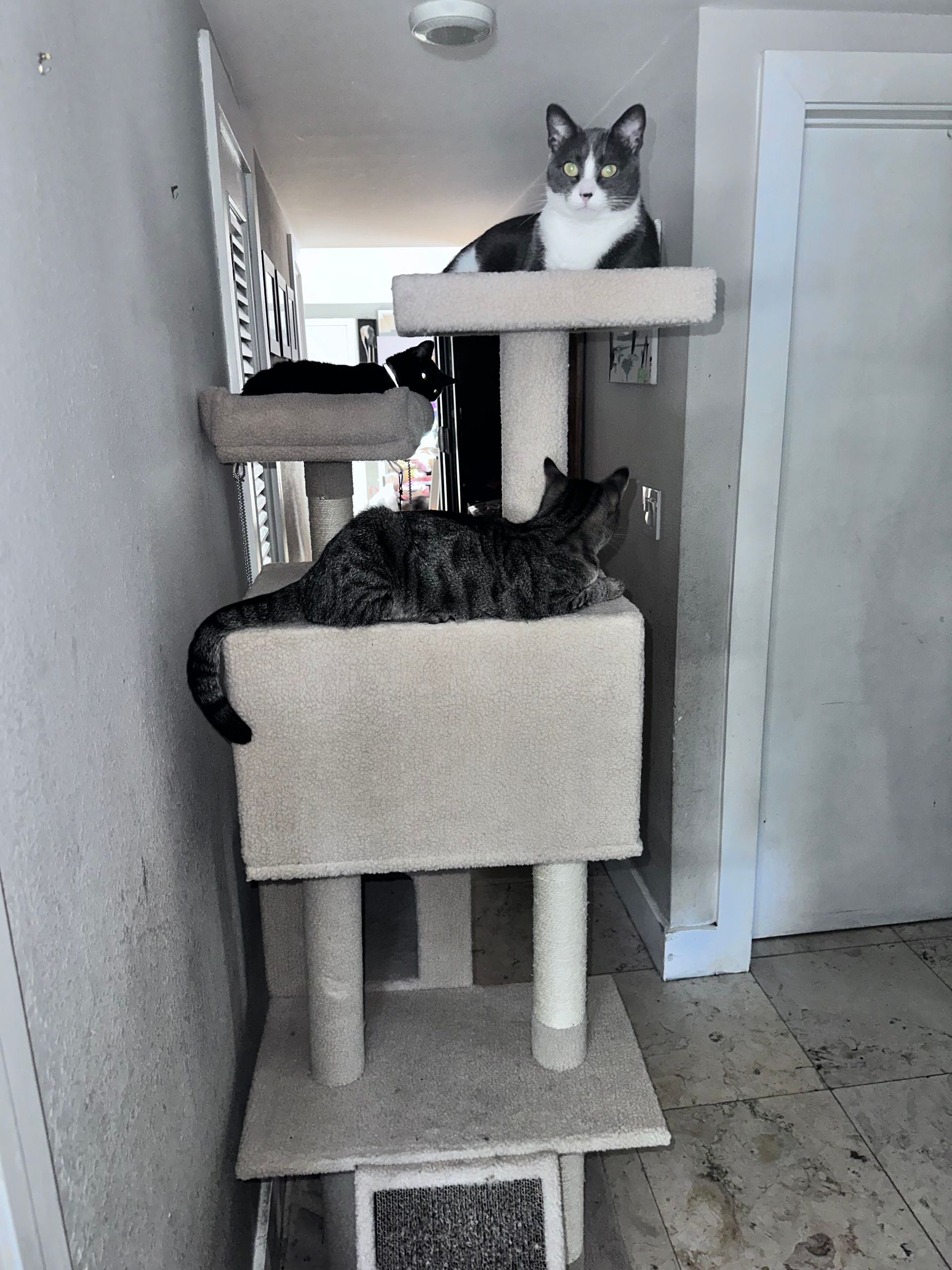 Two cats are sitting on a cat tree in a hallway