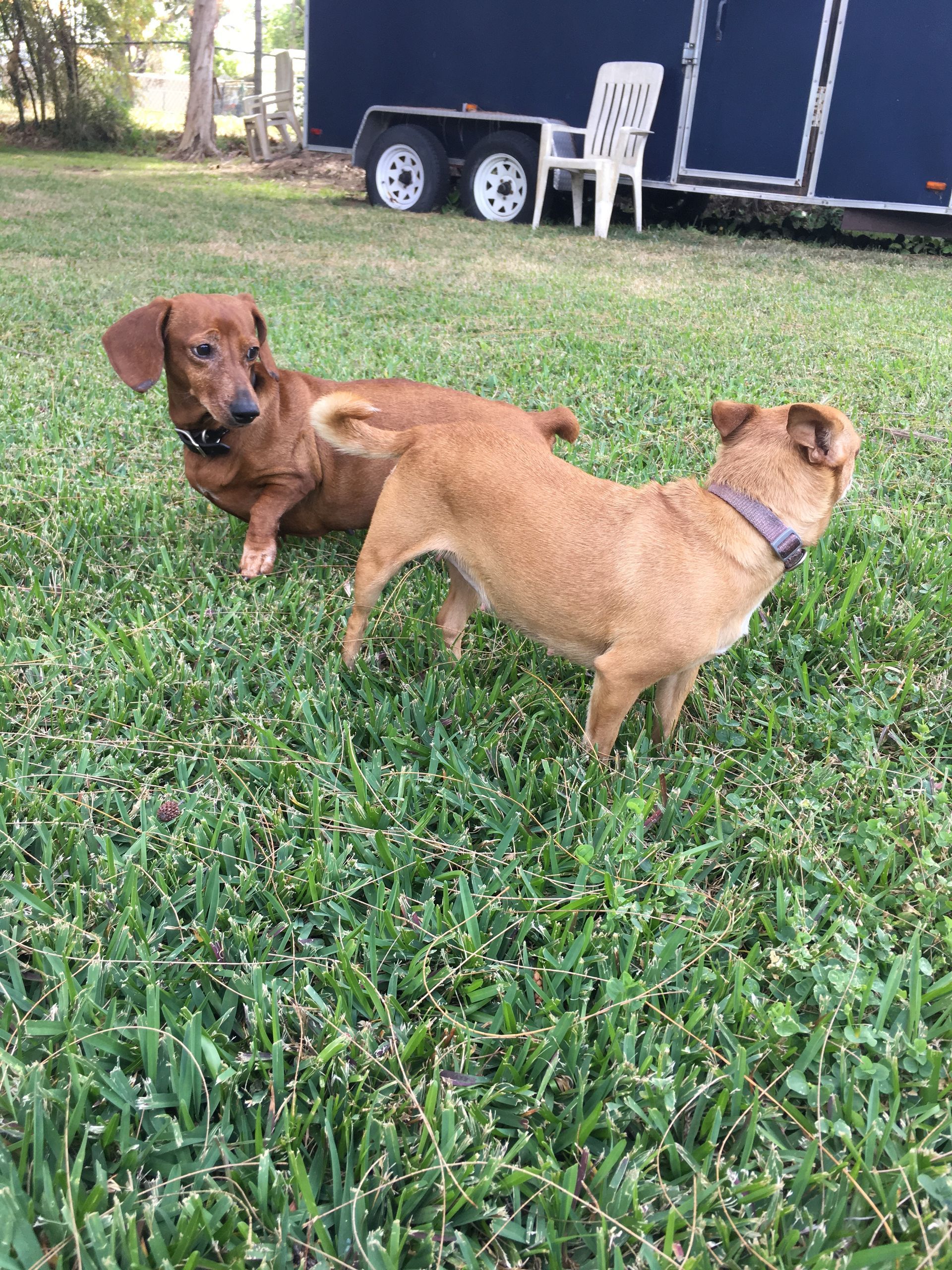 Two dogs are playing in the grass in front of a trailer.