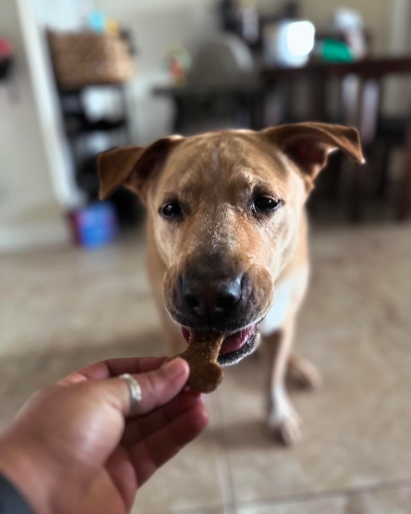 A close up of a person feeding a dog a treat