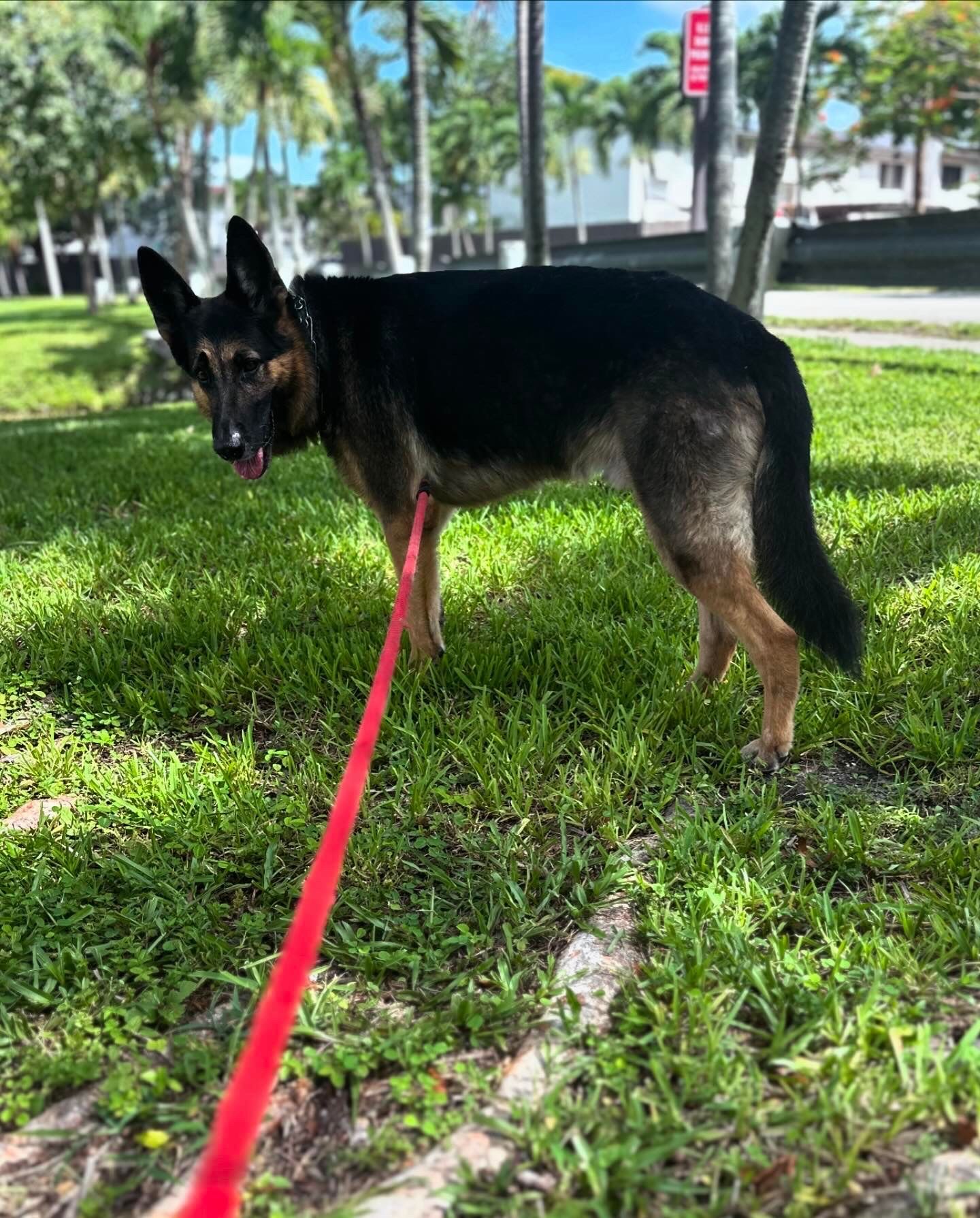 A german shepherd dog is standing in the grass on a leash.