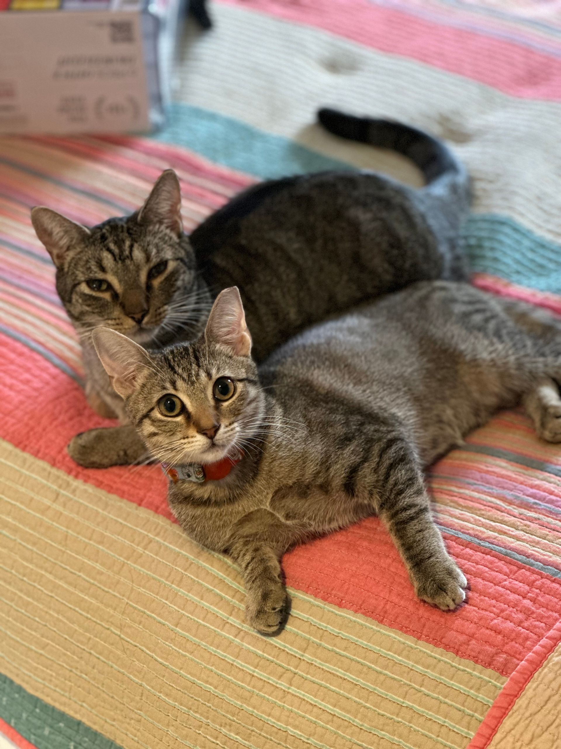 Two cats are laying on top of each other on a bed.