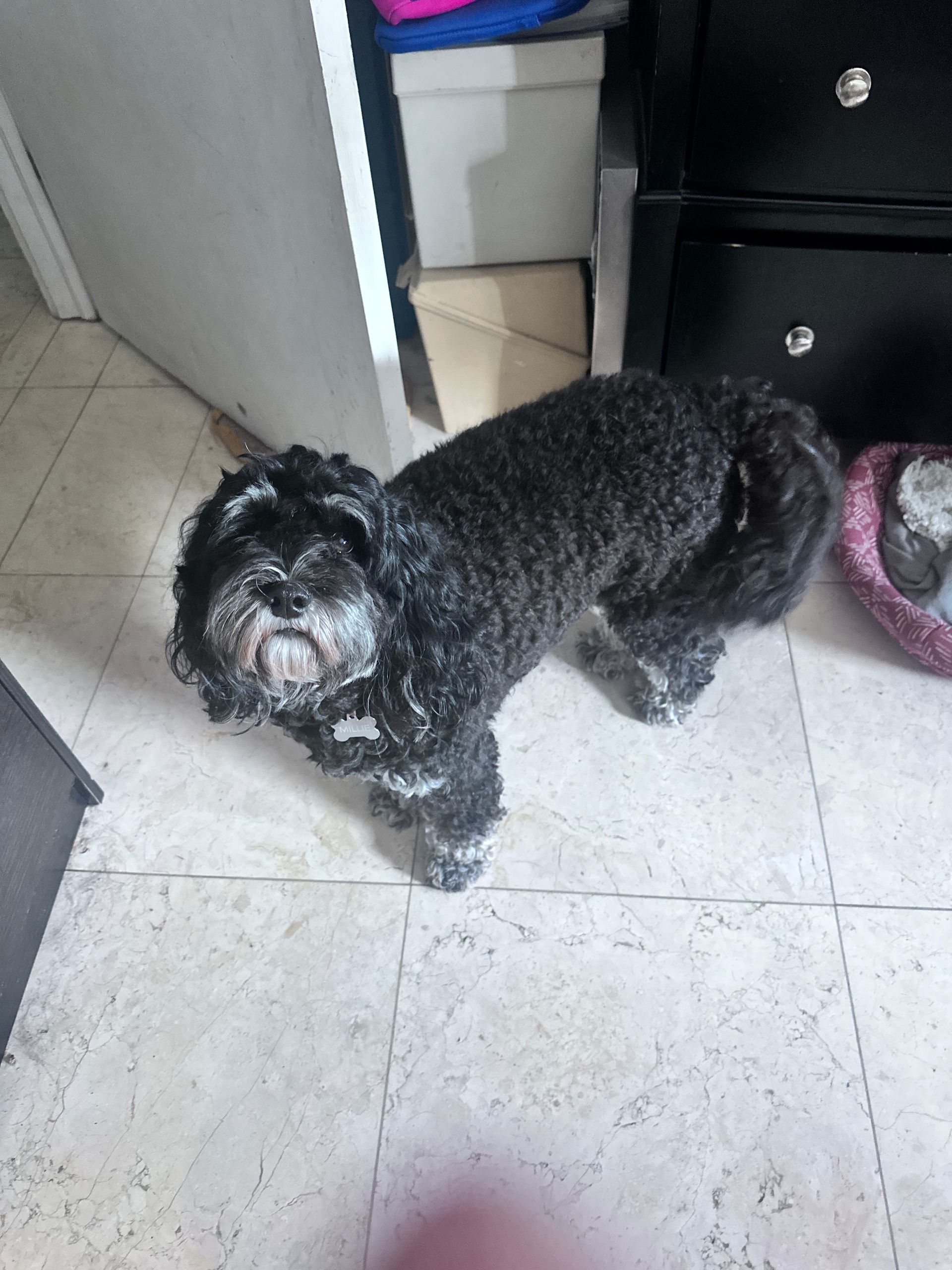 A small black dog is standing on a tiled floor in a room.
