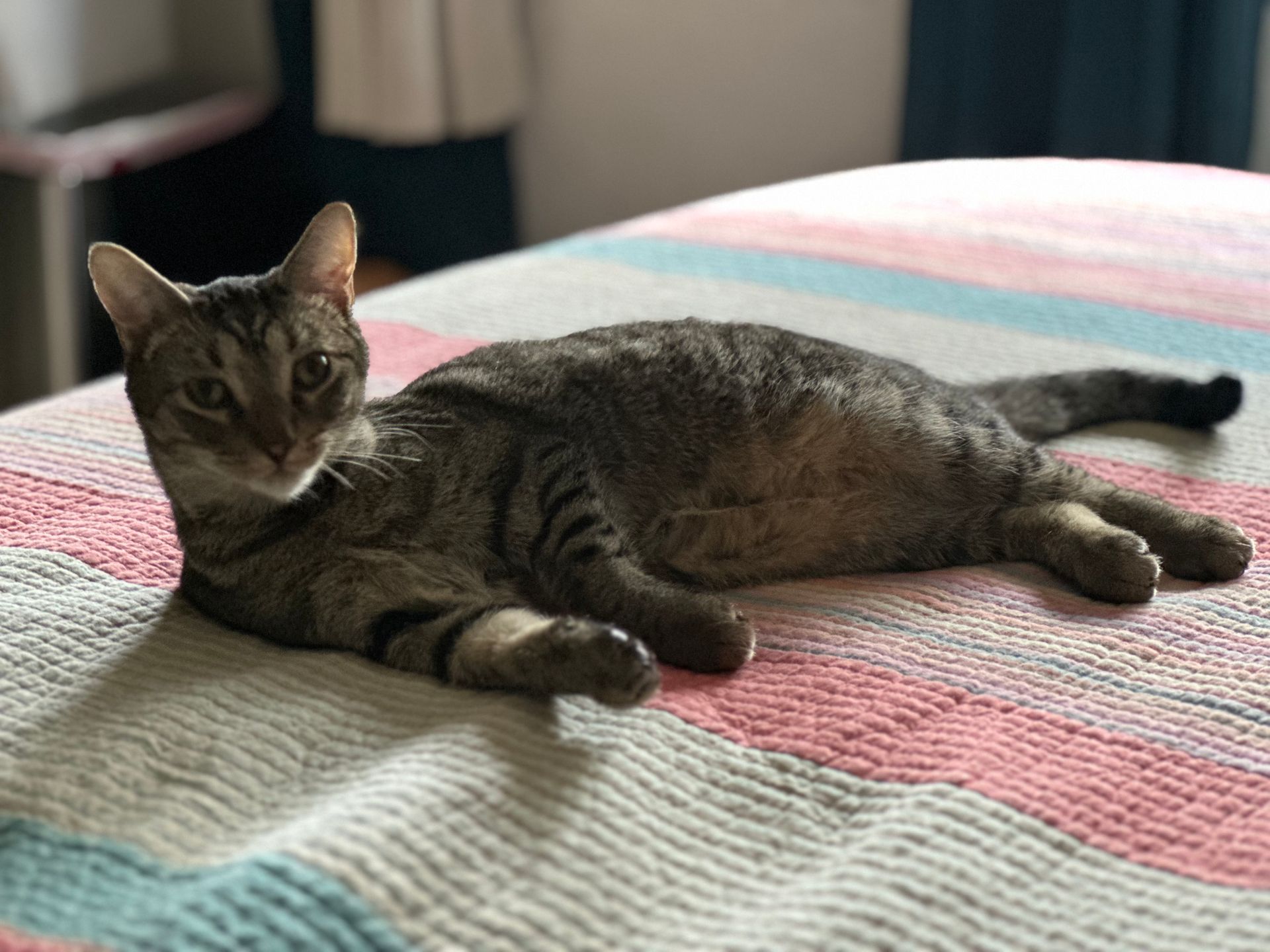 A cat is laying on a blanket on a bed