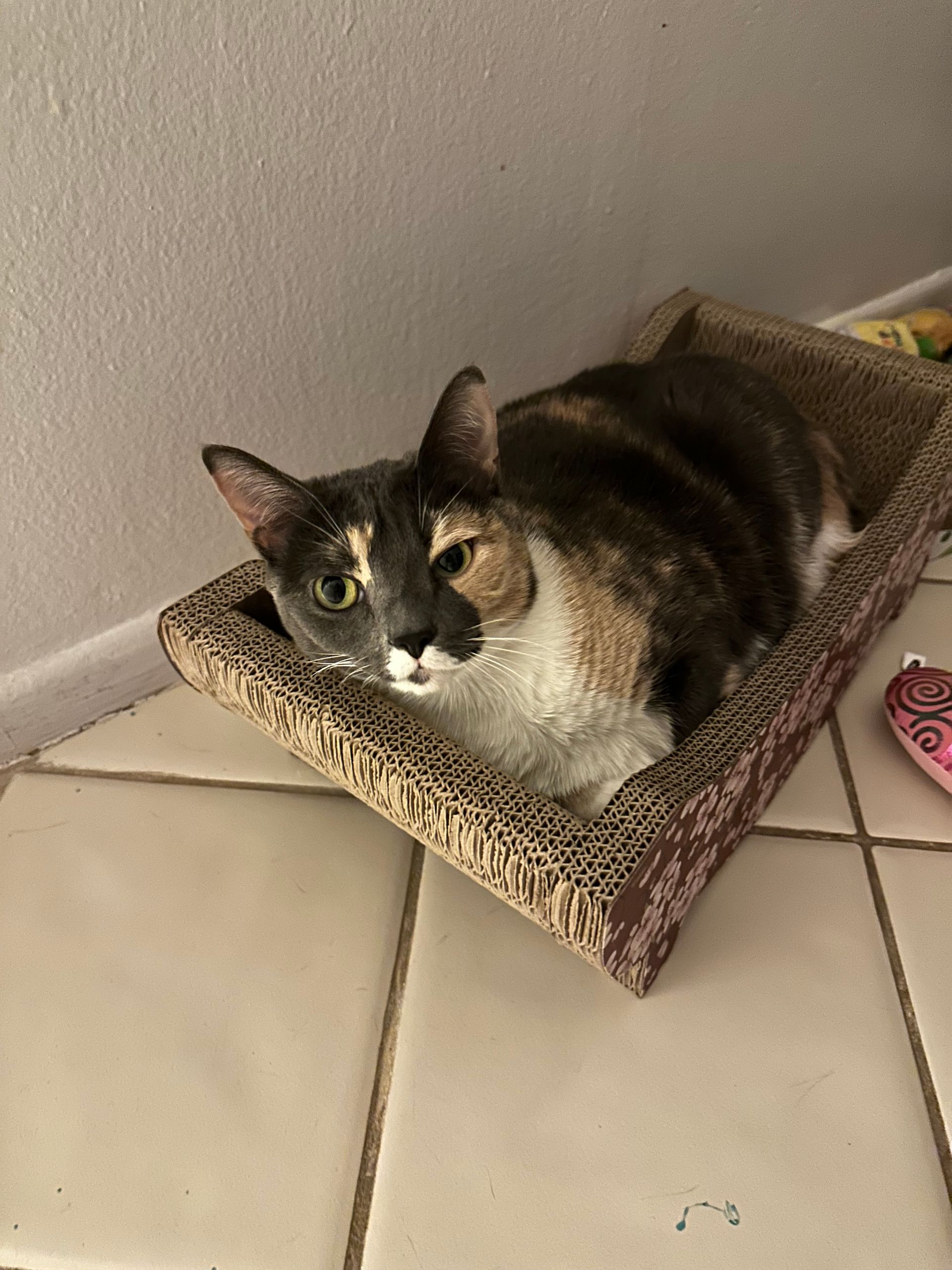 A cat is laying in a cardboard box on the floor.