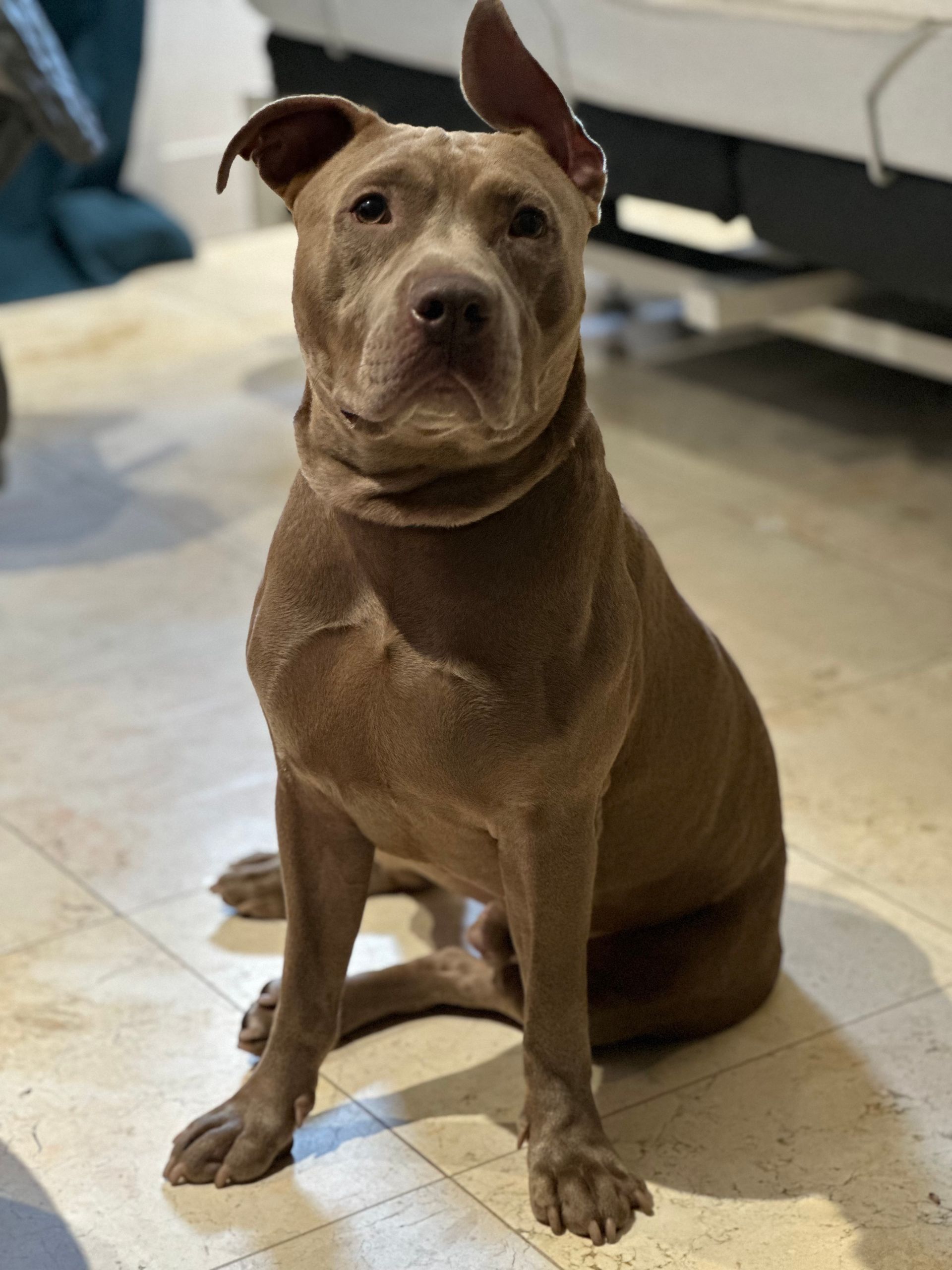 A brown dog is sitting on a tiled floor and looking at the camera.