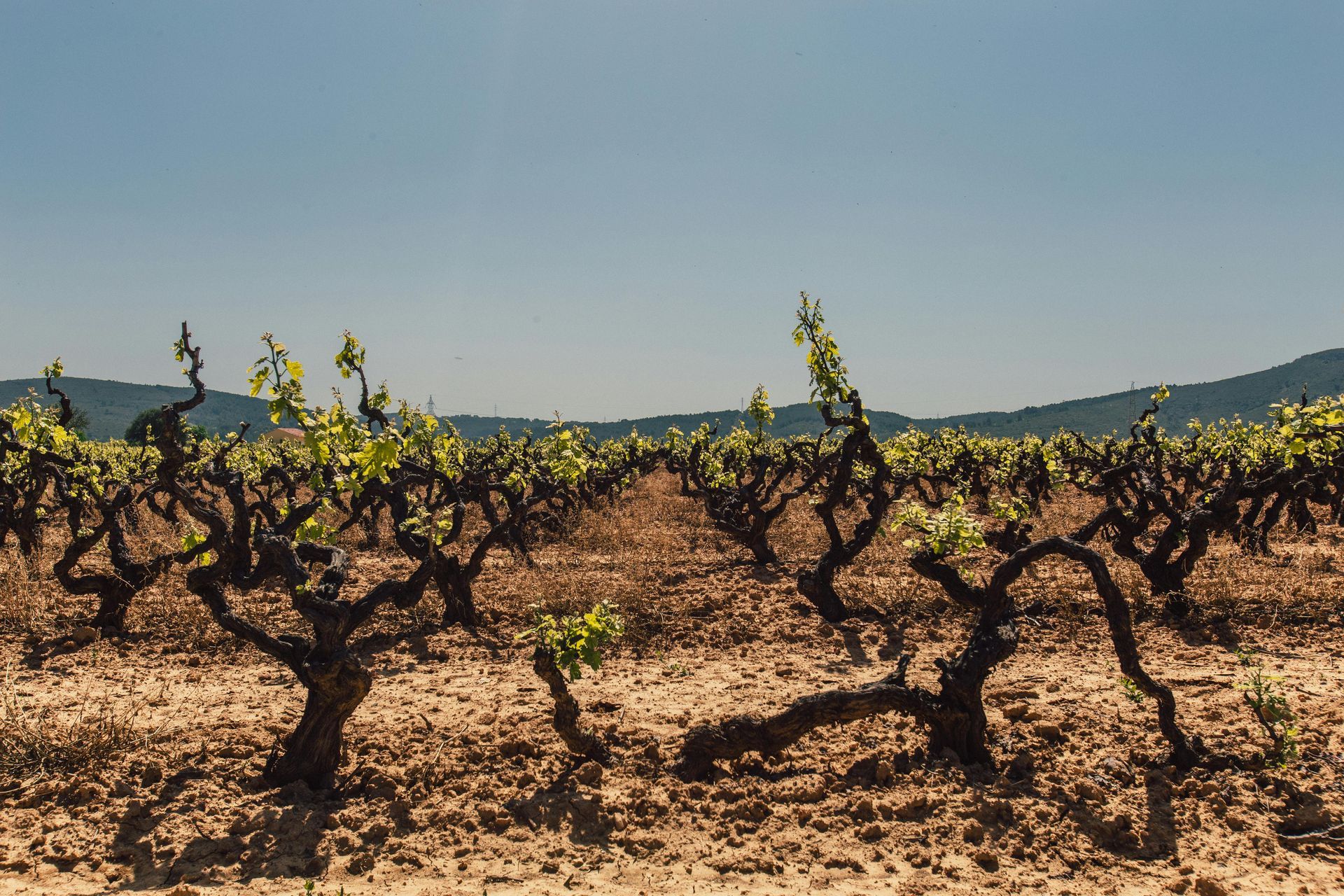 Vineyard with gnarled grapevines in a sunny field under a clear blue sky.