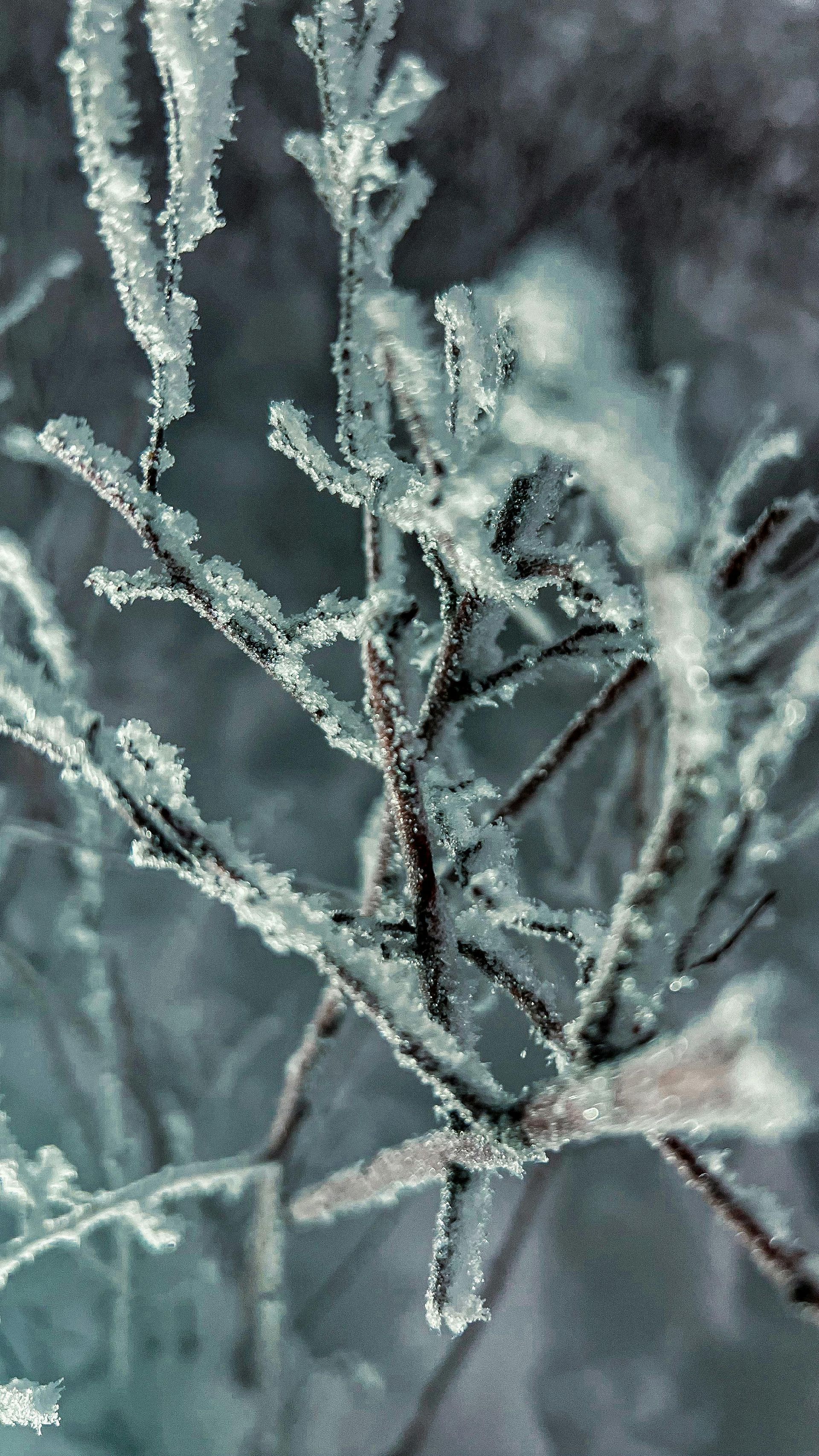 Deep green leaves edged with white frost, highlighting their serrated texture against a soft, blurry winter background.