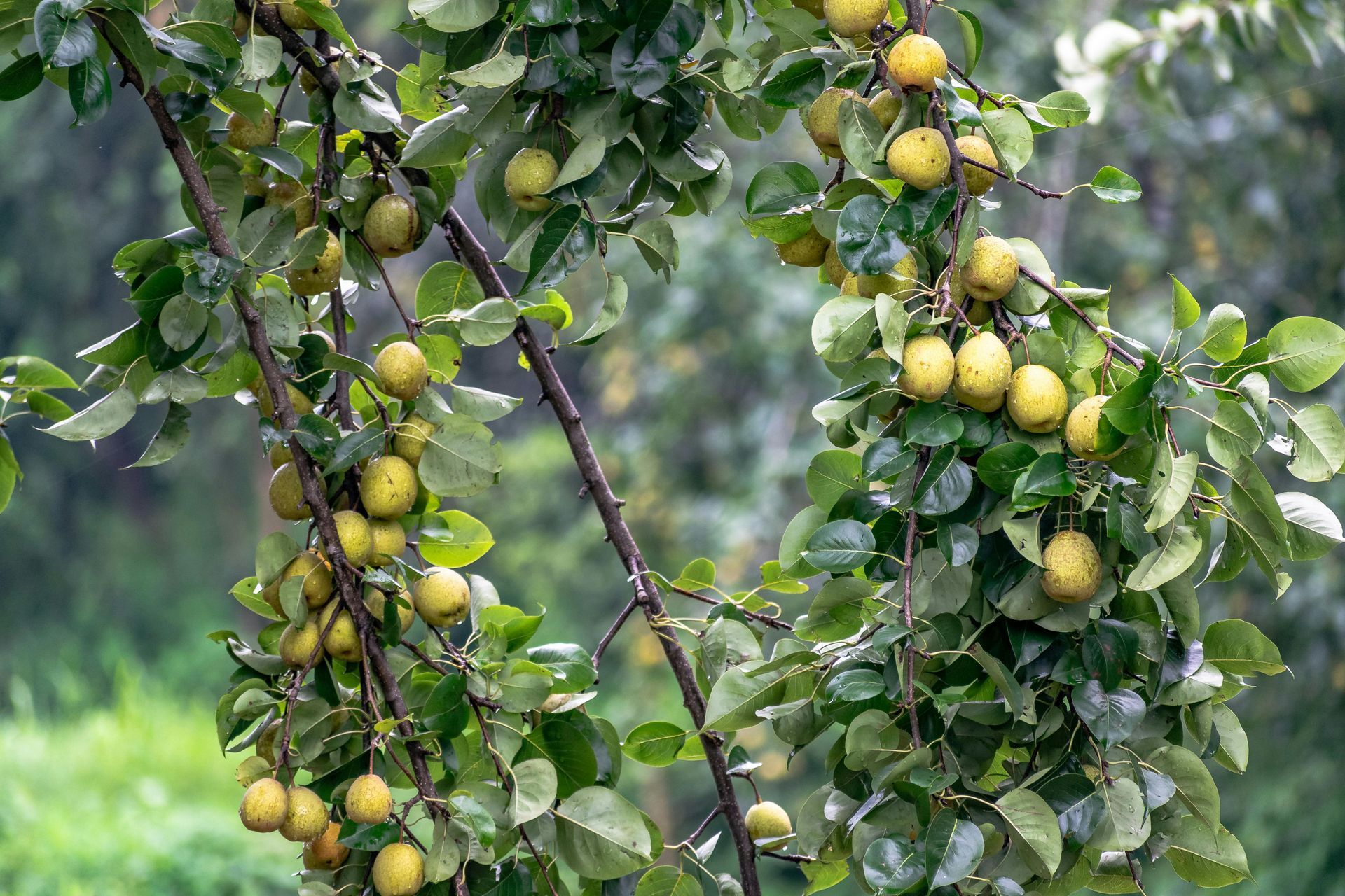 Branches laden with yellow-green fruit, surrounded by green leaves, against a blurry natural background.