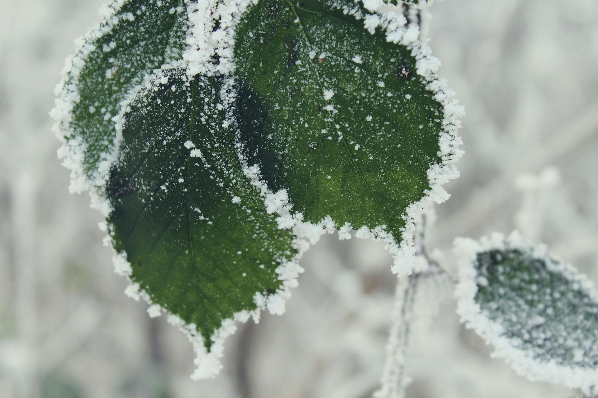 Frosted green leaves with icy edges, close-up shot against a blurred, frosty background.