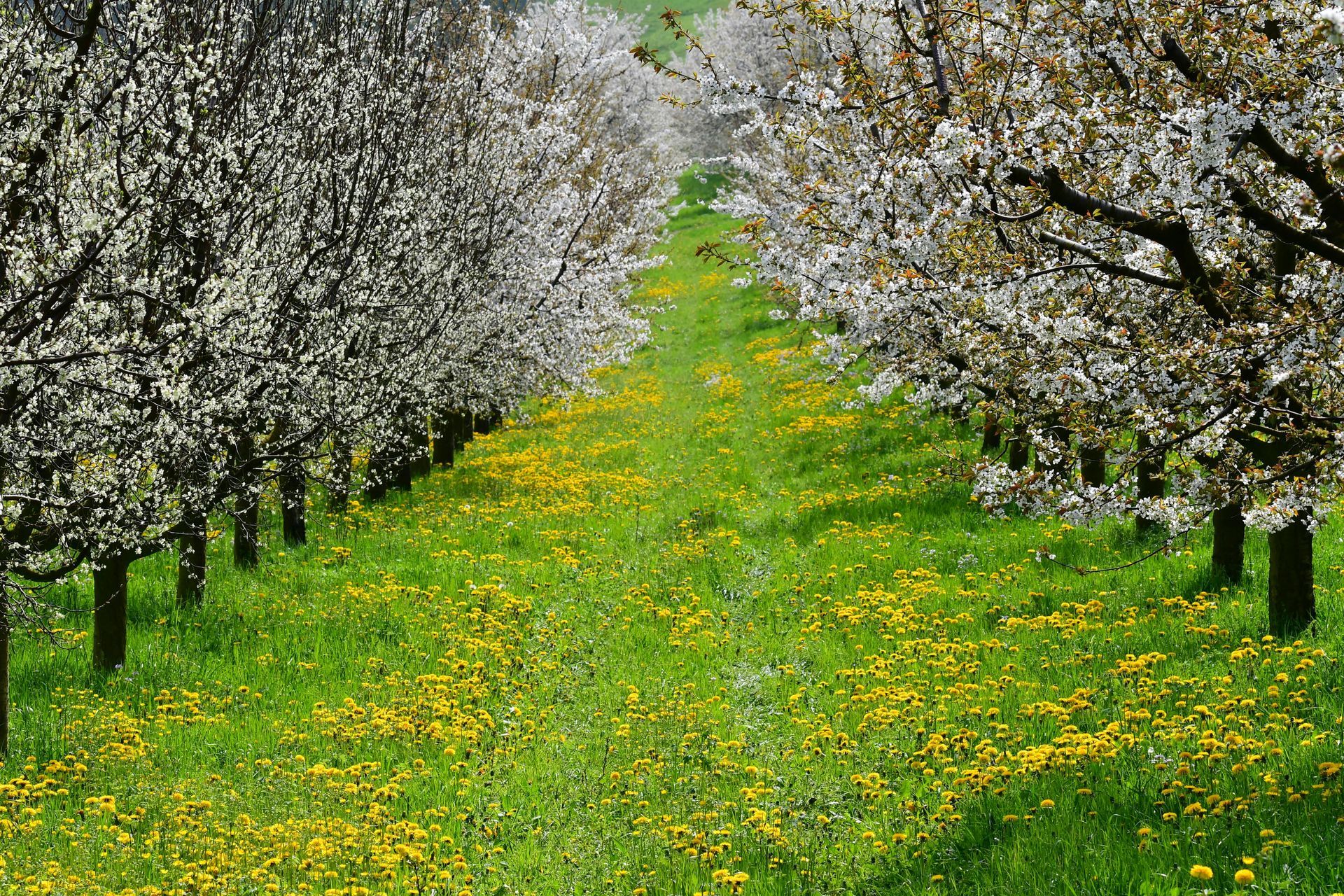 Two rows of white blooming trees flanking a green grass path filled with yellow dandelion flowers.