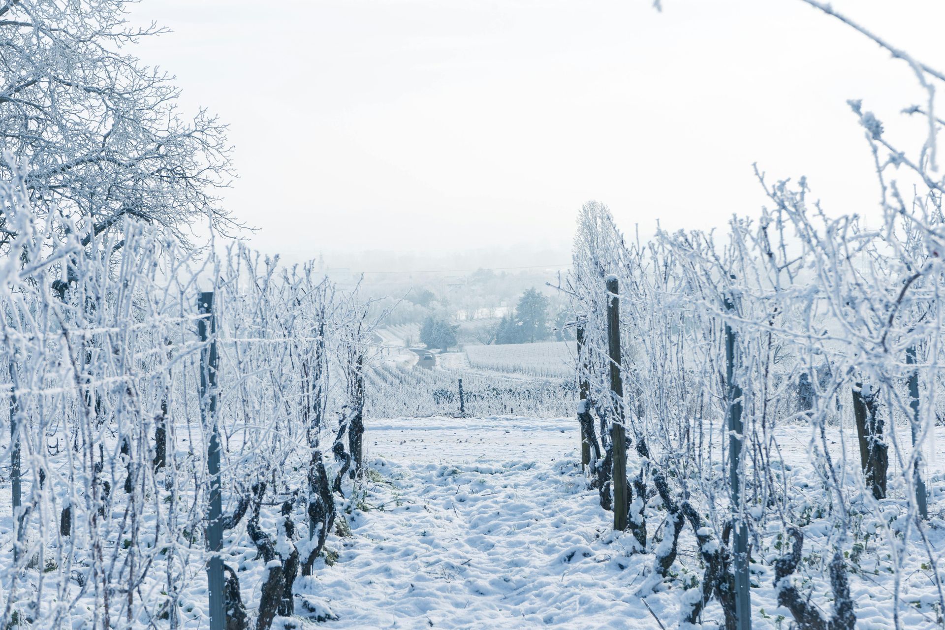 Rows of leafless, frost-covered vines in a vineyard blanketed in white snow under a hazy, overcast winter sky.