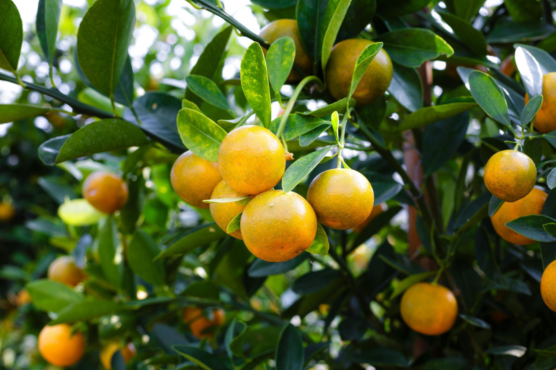 Kumquat tree with orange fruits and green leaves.