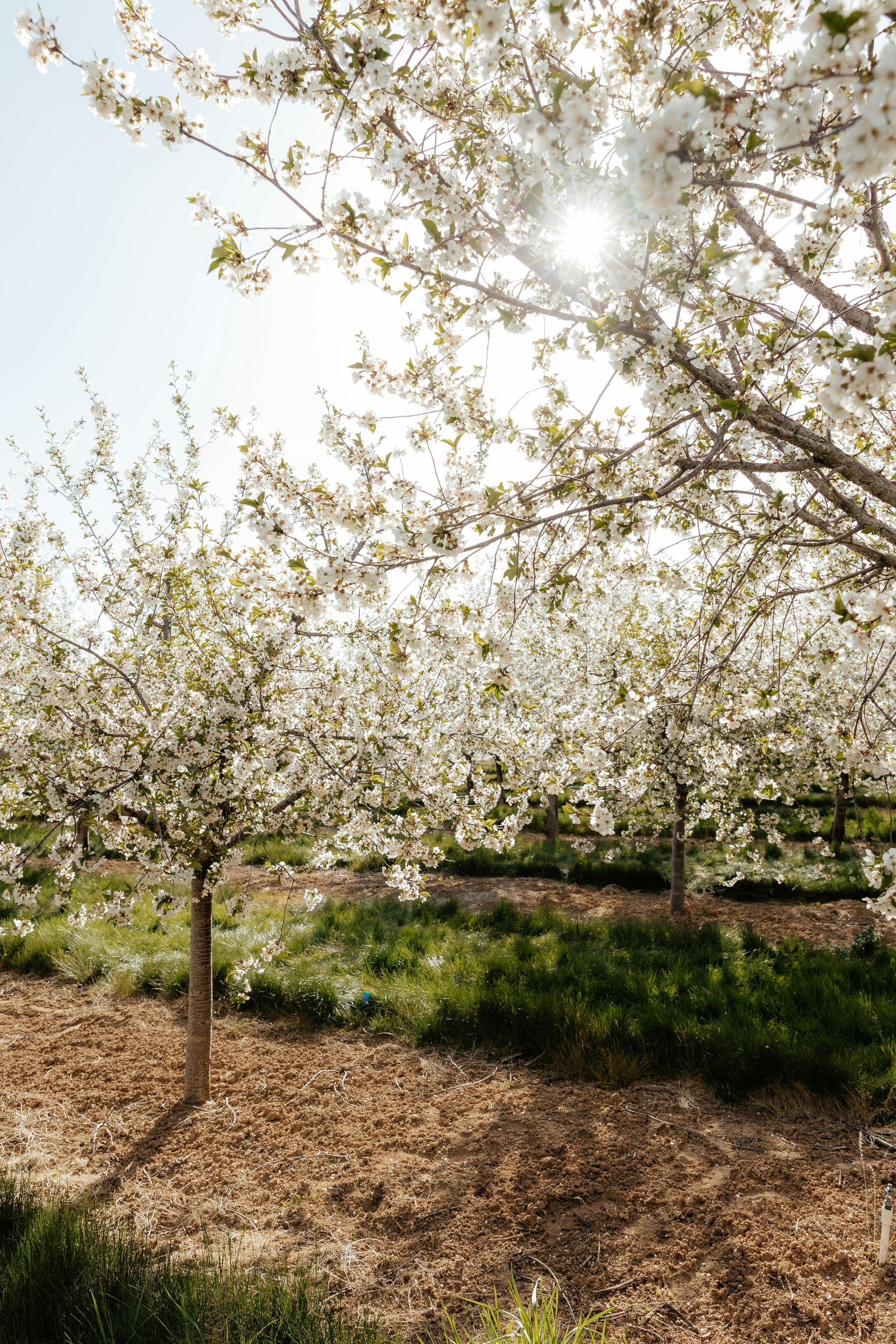 A sunny orchard of cherry trees in full white bloom, with rows of trees stretching into the distance.