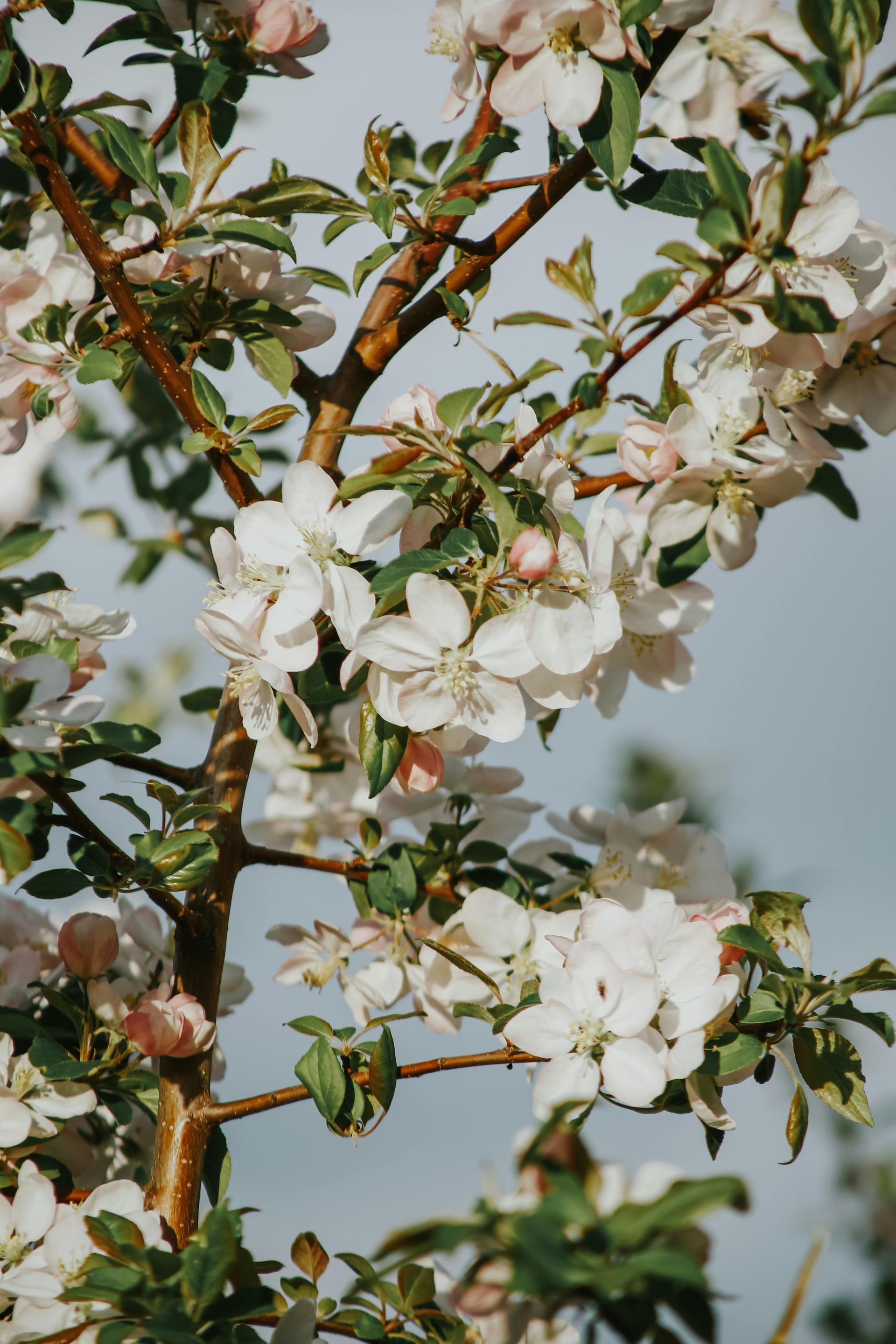 A close up of a tree branch with white flowers and green leaves.