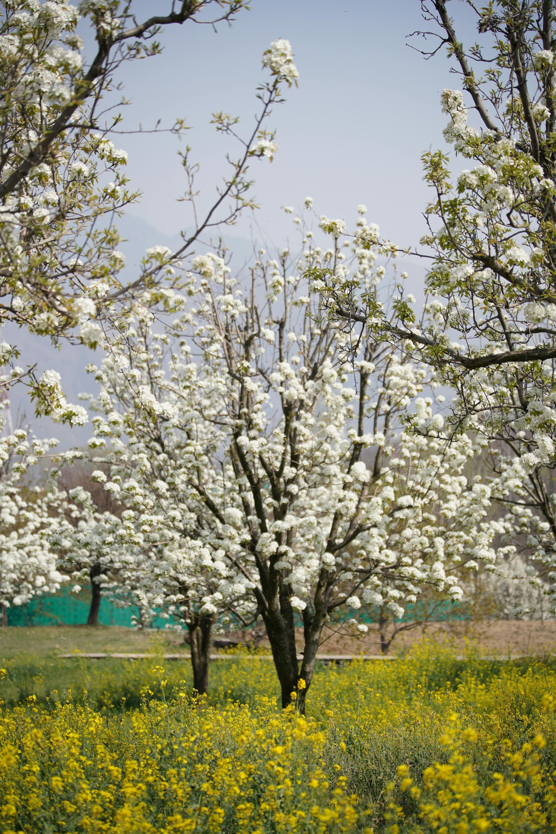 Blooming white trees stand in a field of bright yellow mustard flowers under a clear sky.
